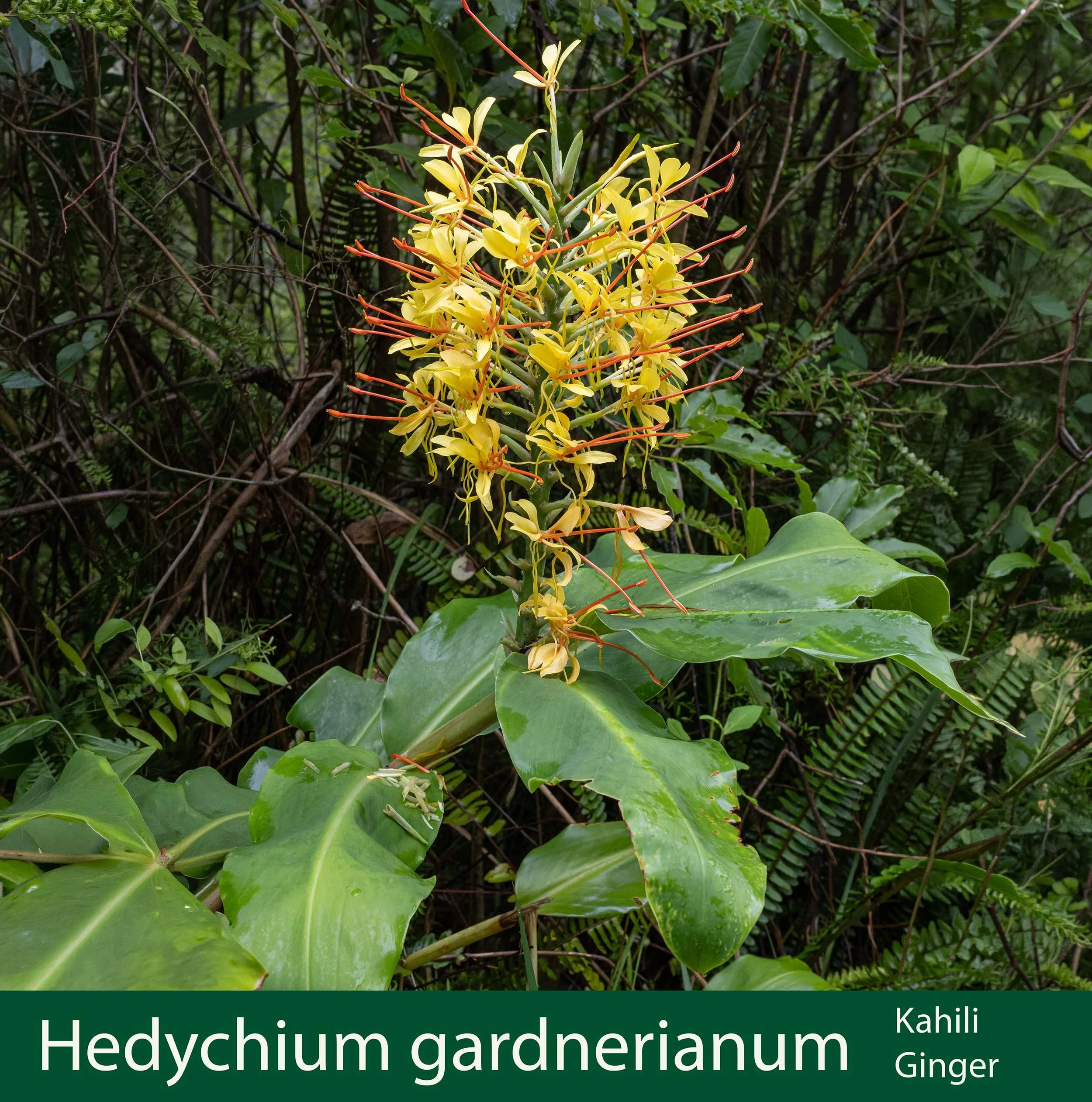 Hedychium gardnerianum -a- Kahili Ginger-.jpg