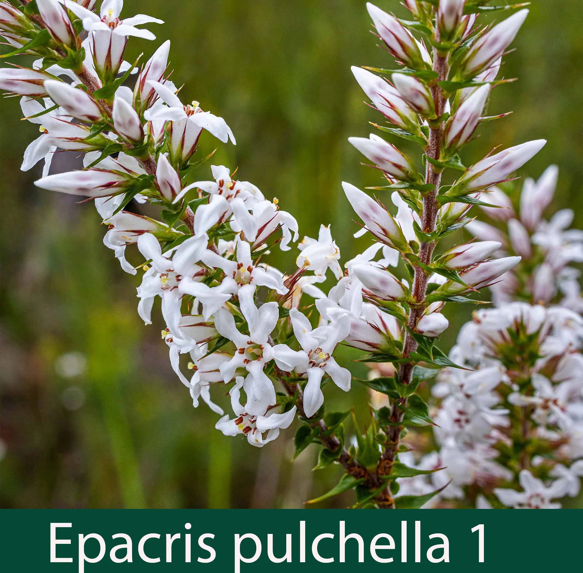 Epacris pulchella 1_.jpg