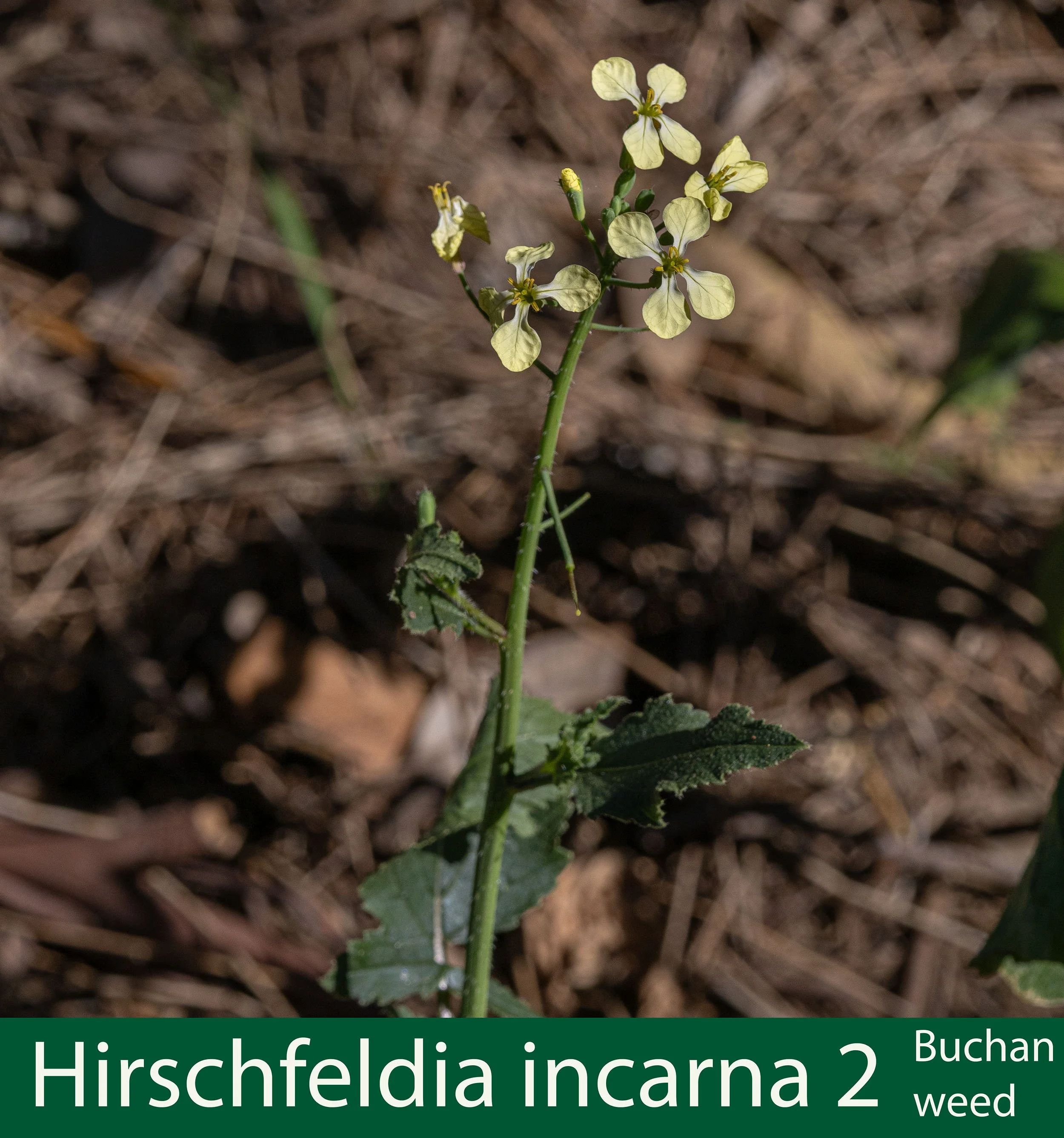 Hirschfeldia incarna 2-Buchan weed--261A1256.jpg