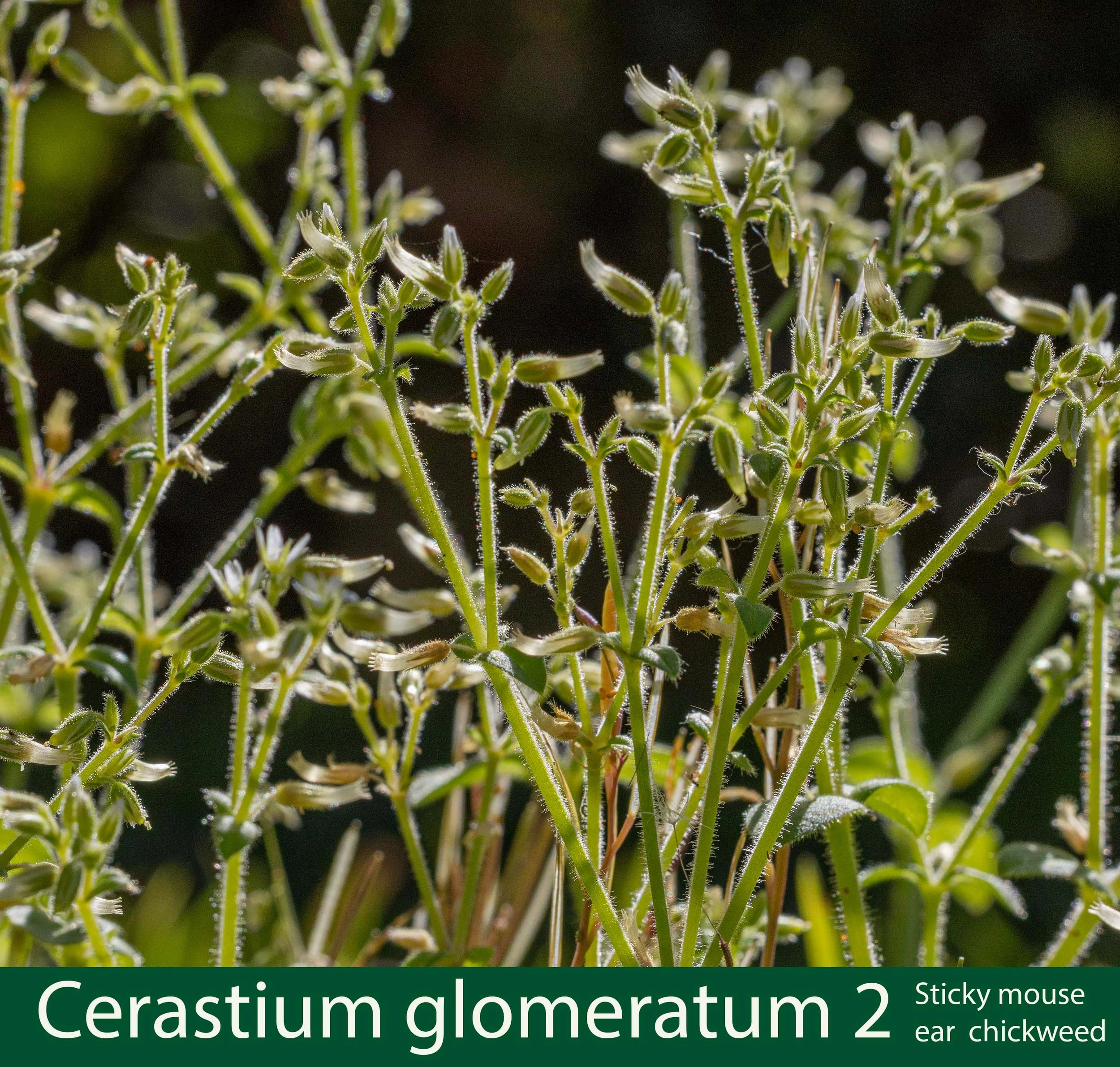 Cerastium glomeratum-2-d-Sticky mouse ear chickweed-261A7905 copy.jpg