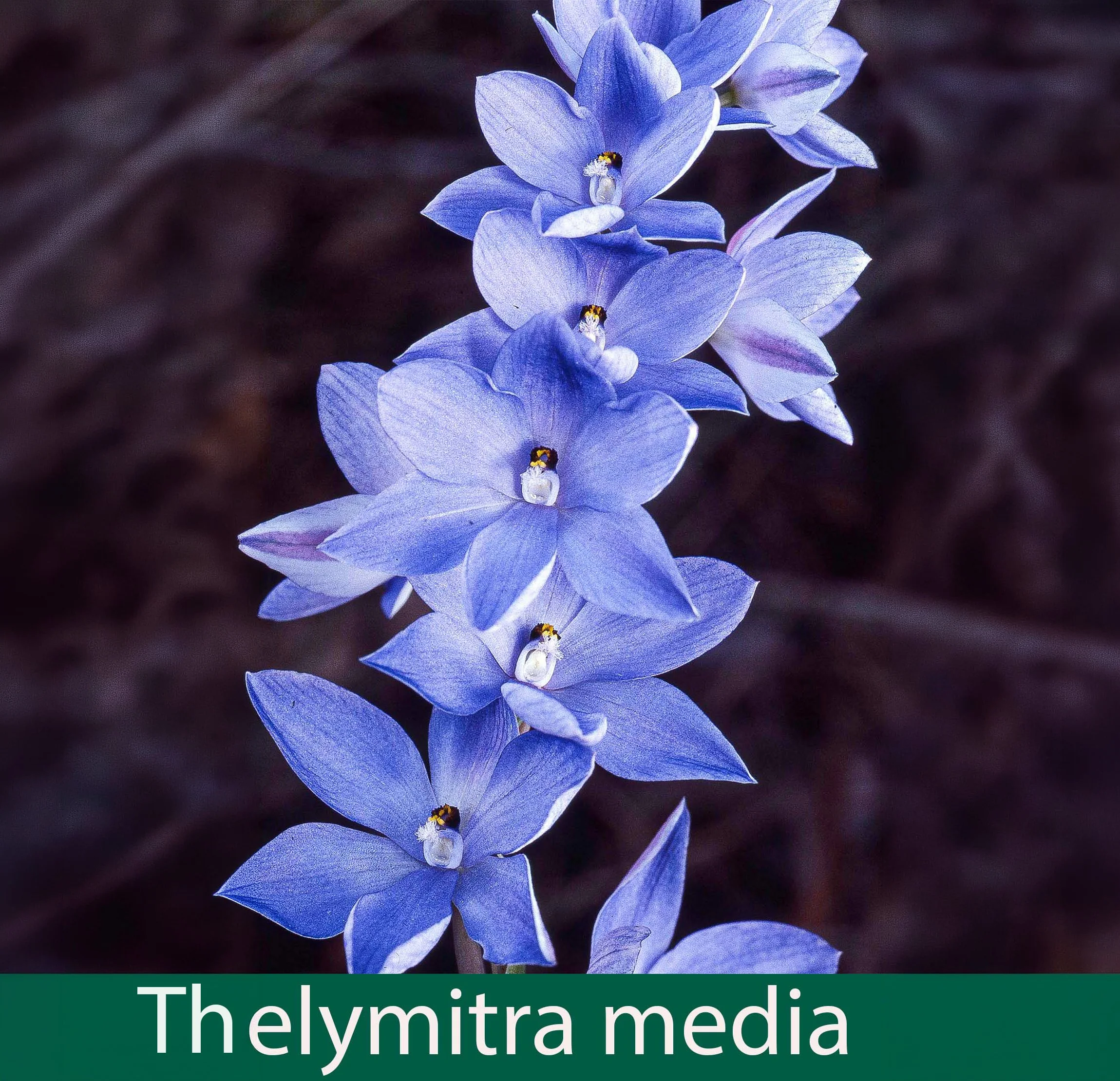 Thelymitra media 1_.jpg