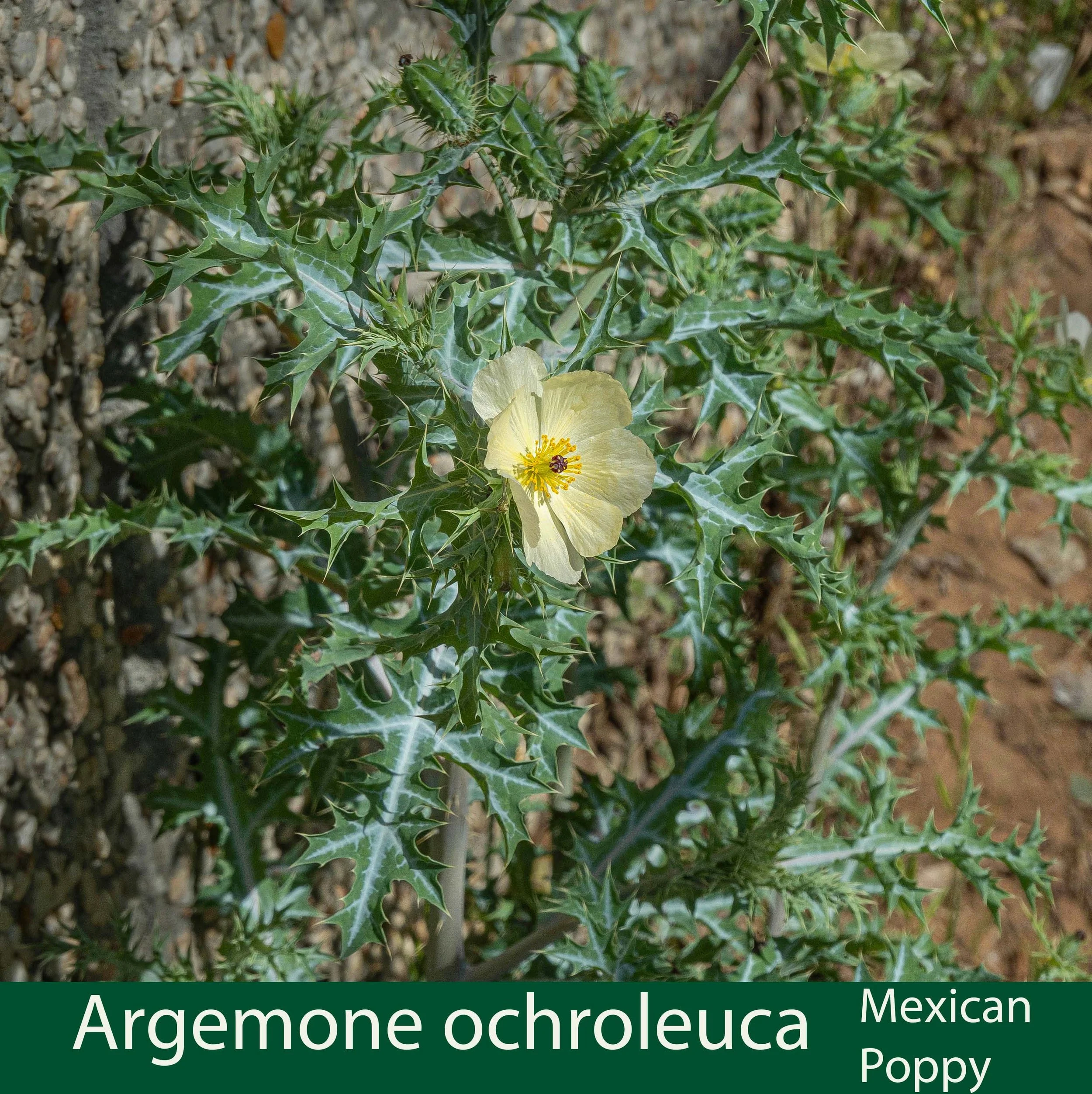 Argemone ochroleuca -Mexican poppy-DSC01139 copy.jpg