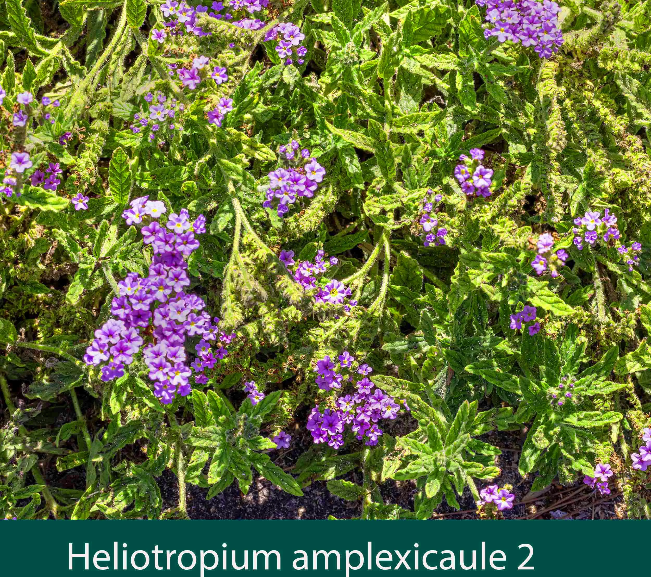 Heliotropium amplexicaule 2 Blue Heliotrope.jpg