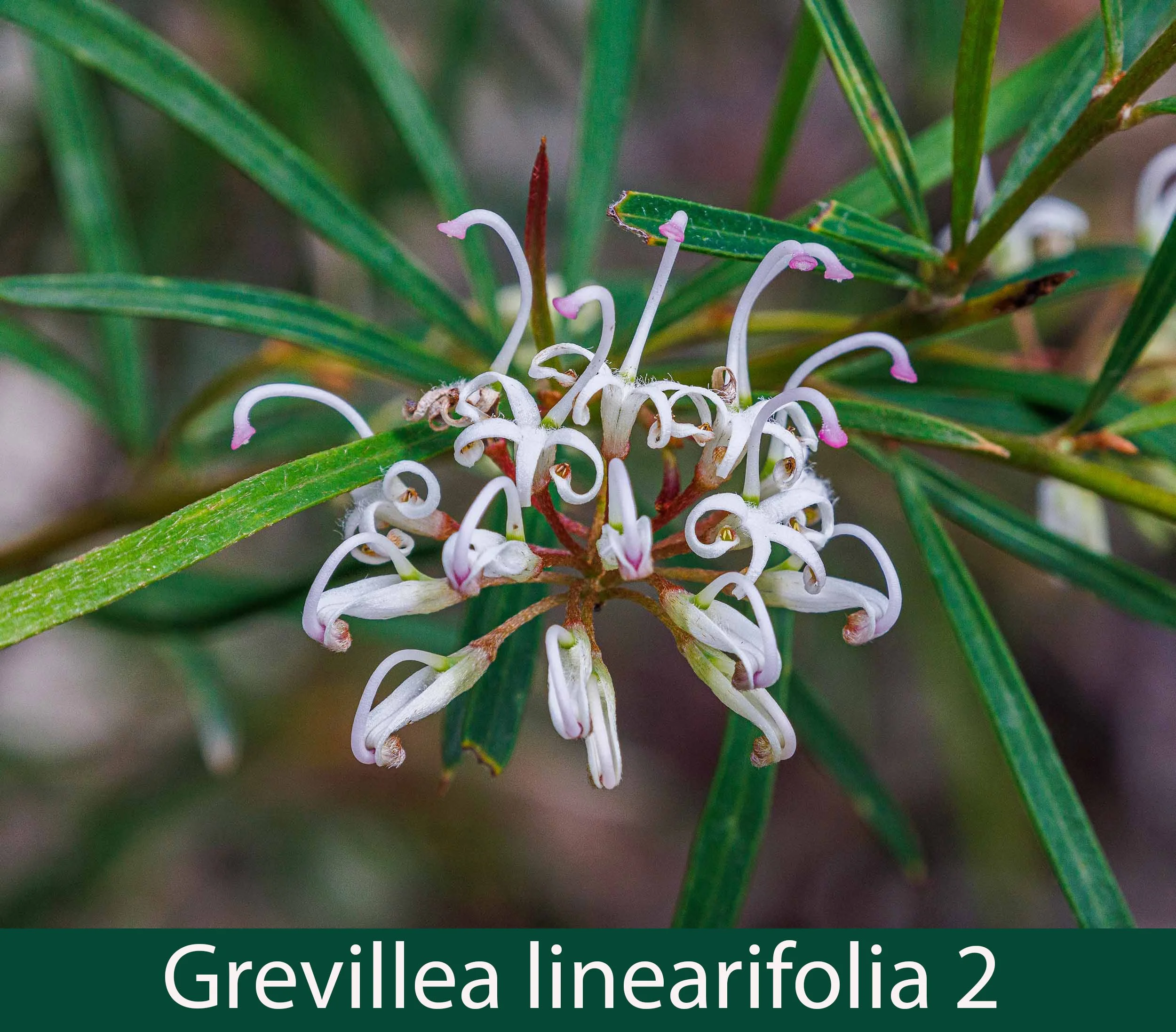 Grevillea linearifolia 2_.jpg