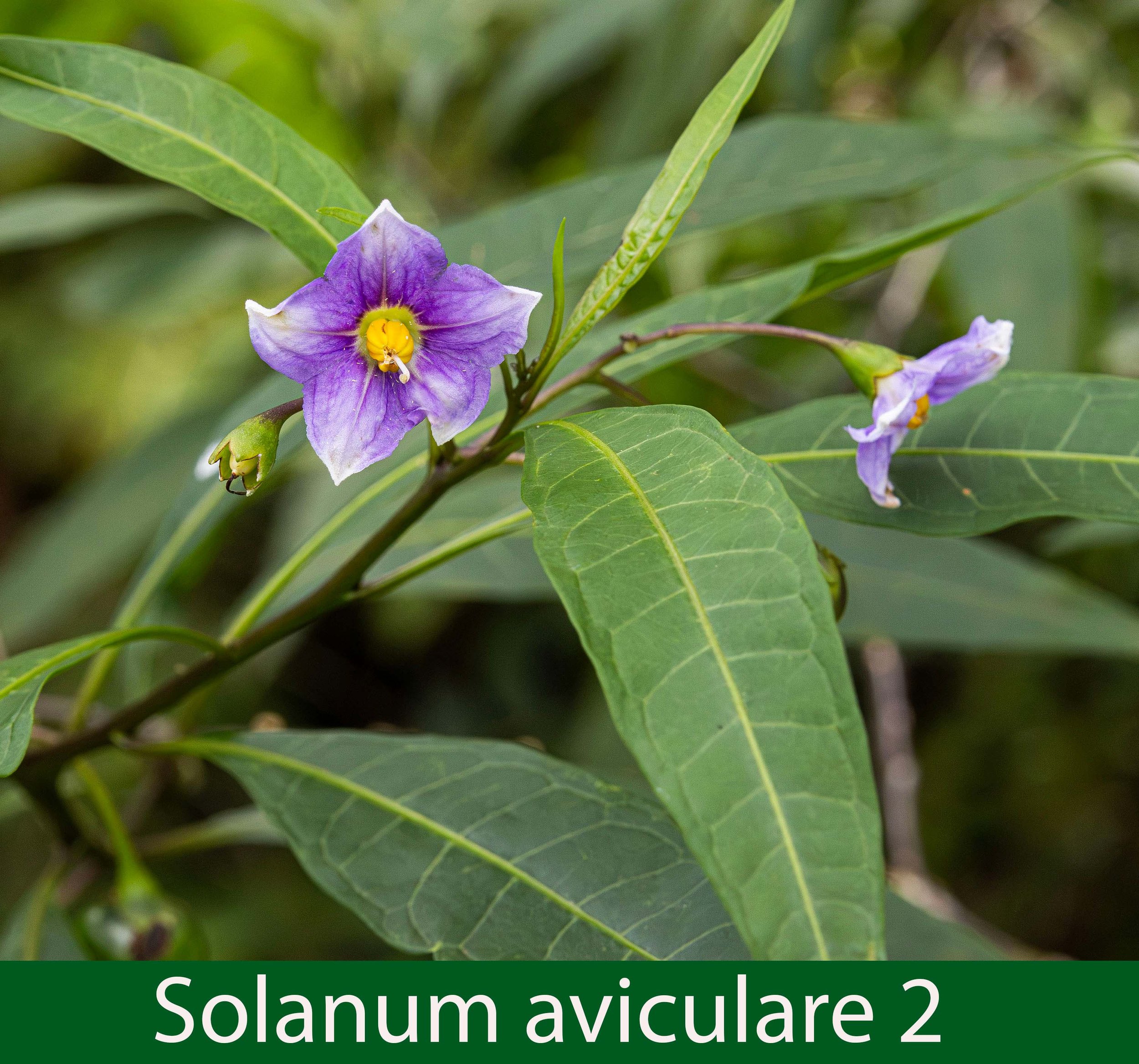Solanum aviculare-2d-261A2790 copy.jpg