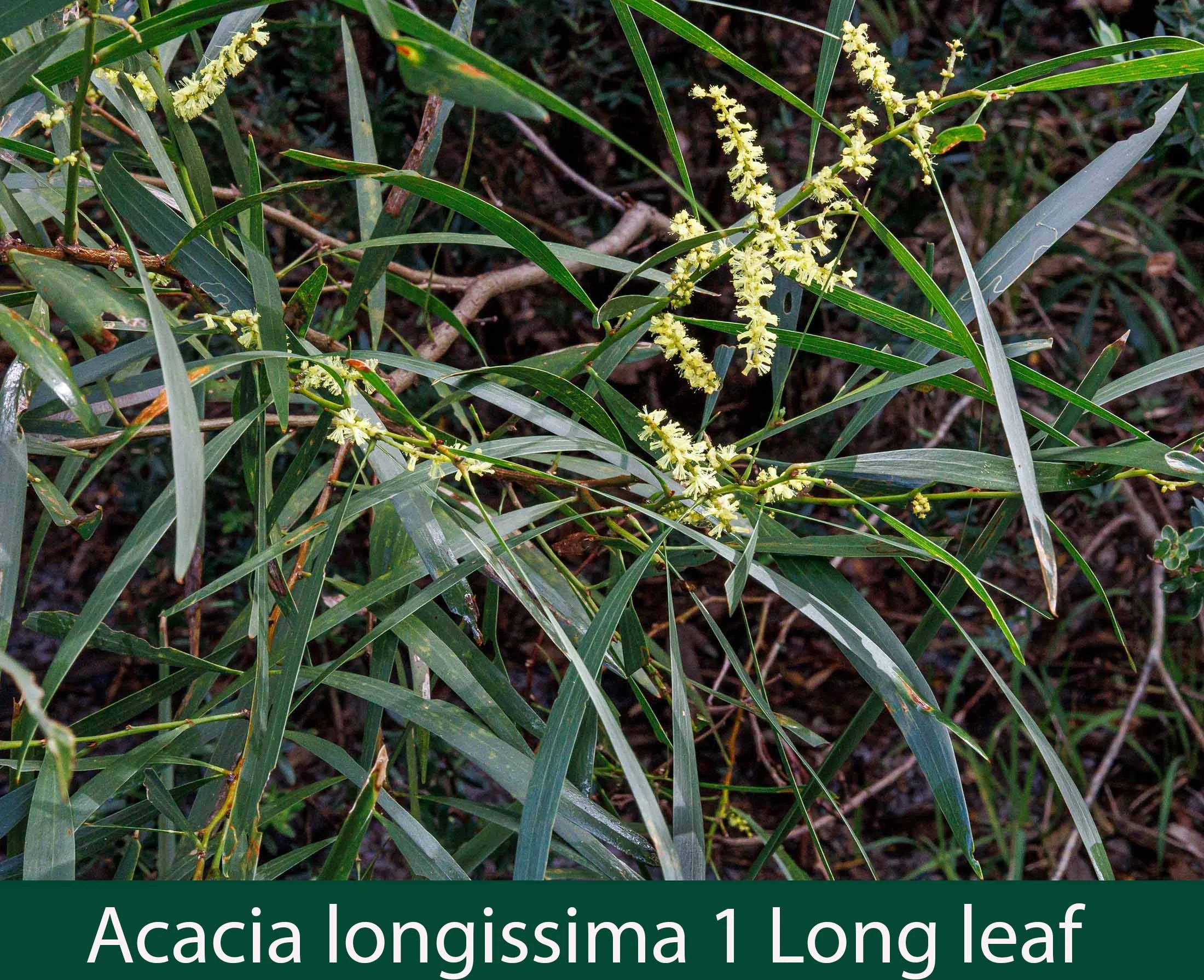Acacia  longissima 1 Long leaf Wattle.jpg
