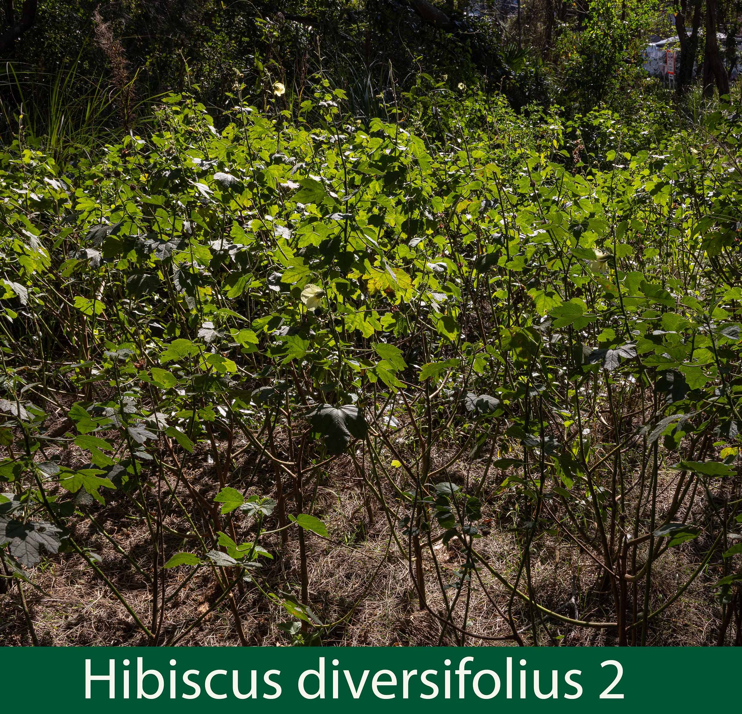 Hibiscus diversifolius 2-261A1142.jpg