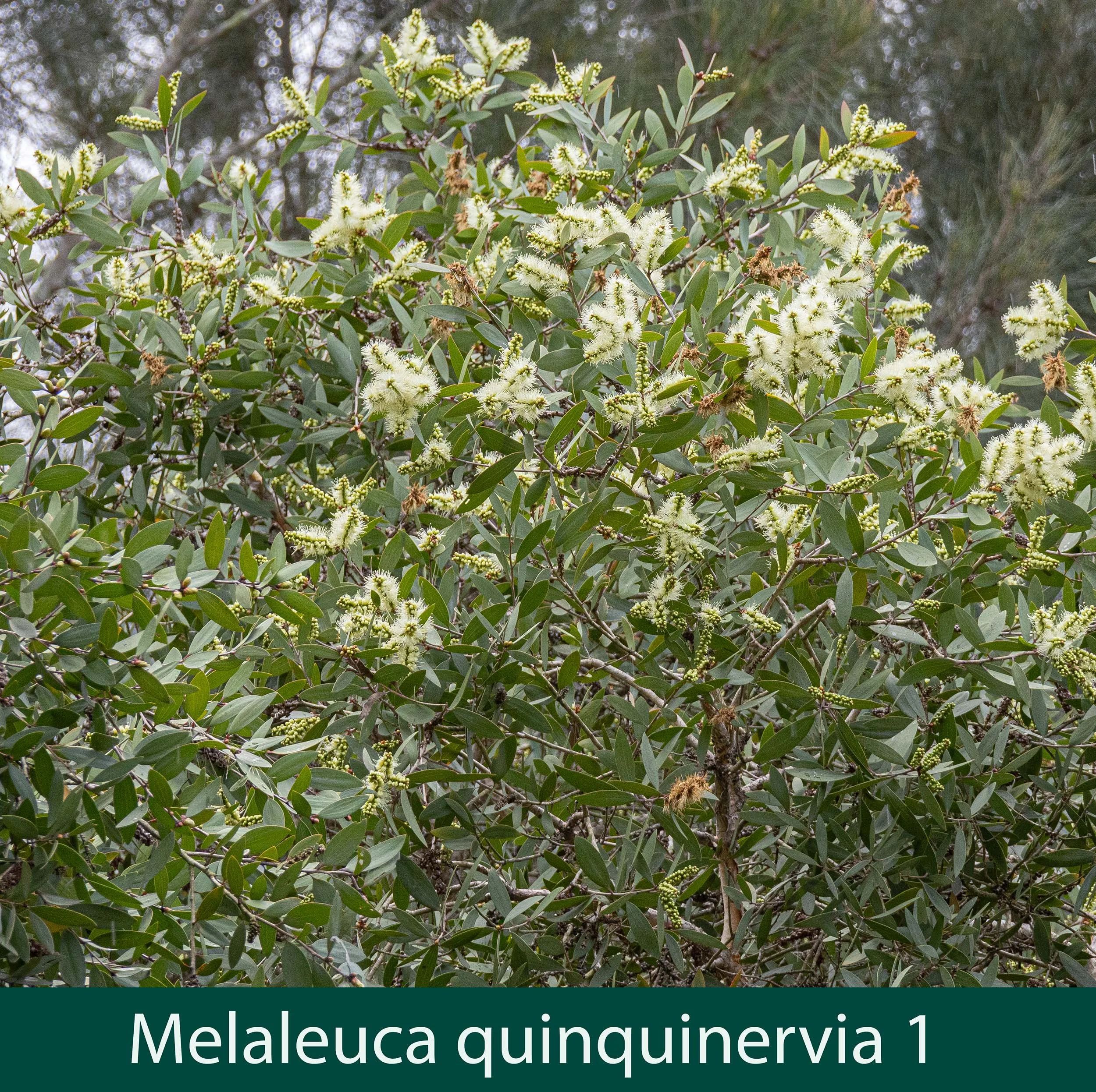 Melaleuca quinquinervia 1 .jpg