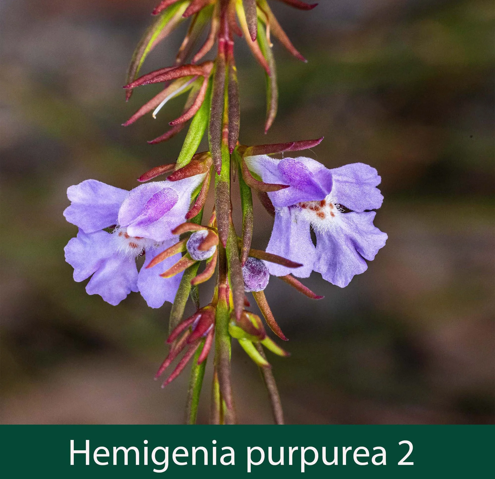 Hemigenia purpurea 2_.jpg