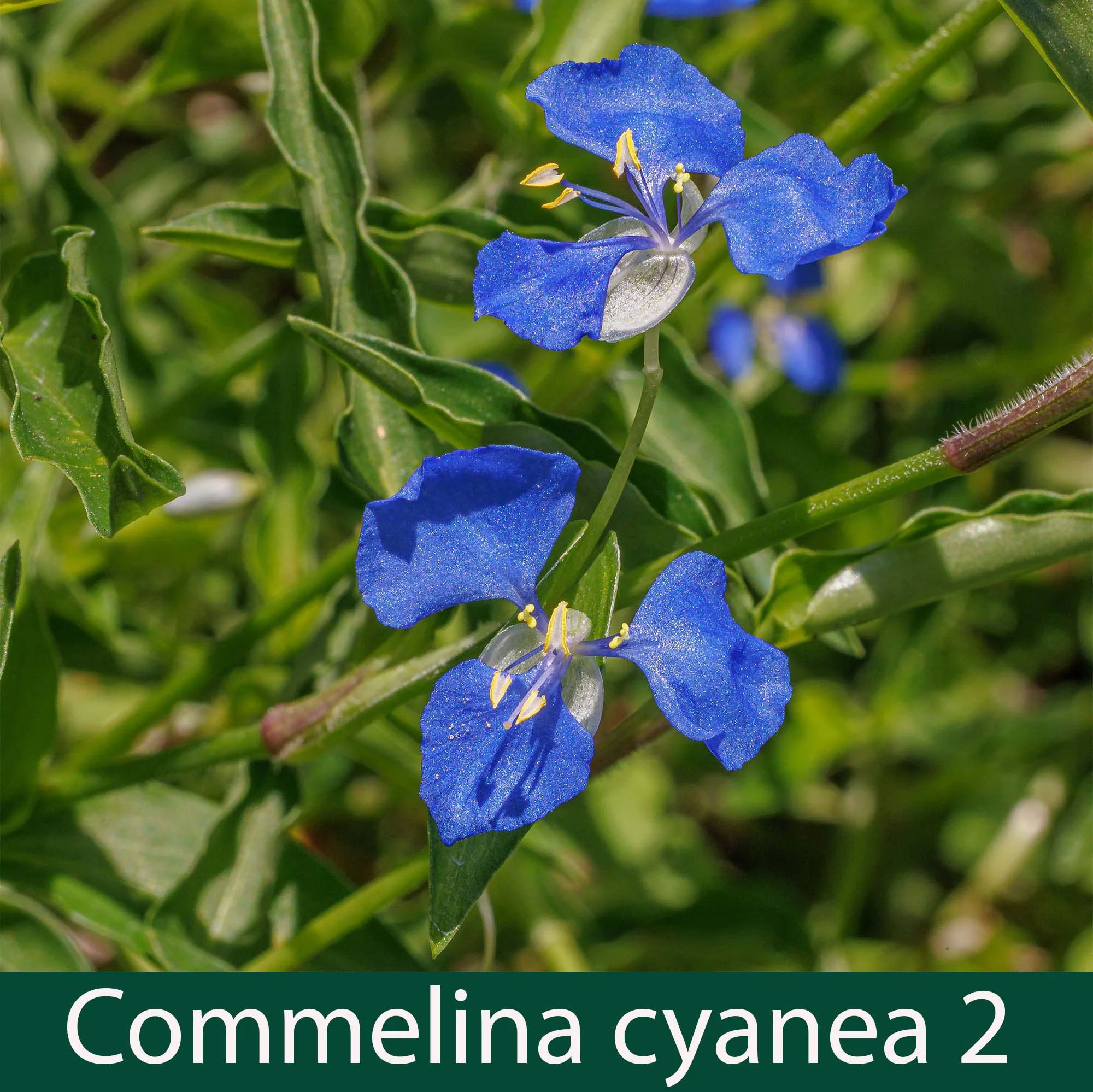 Commelina cyanea 2_.jpg