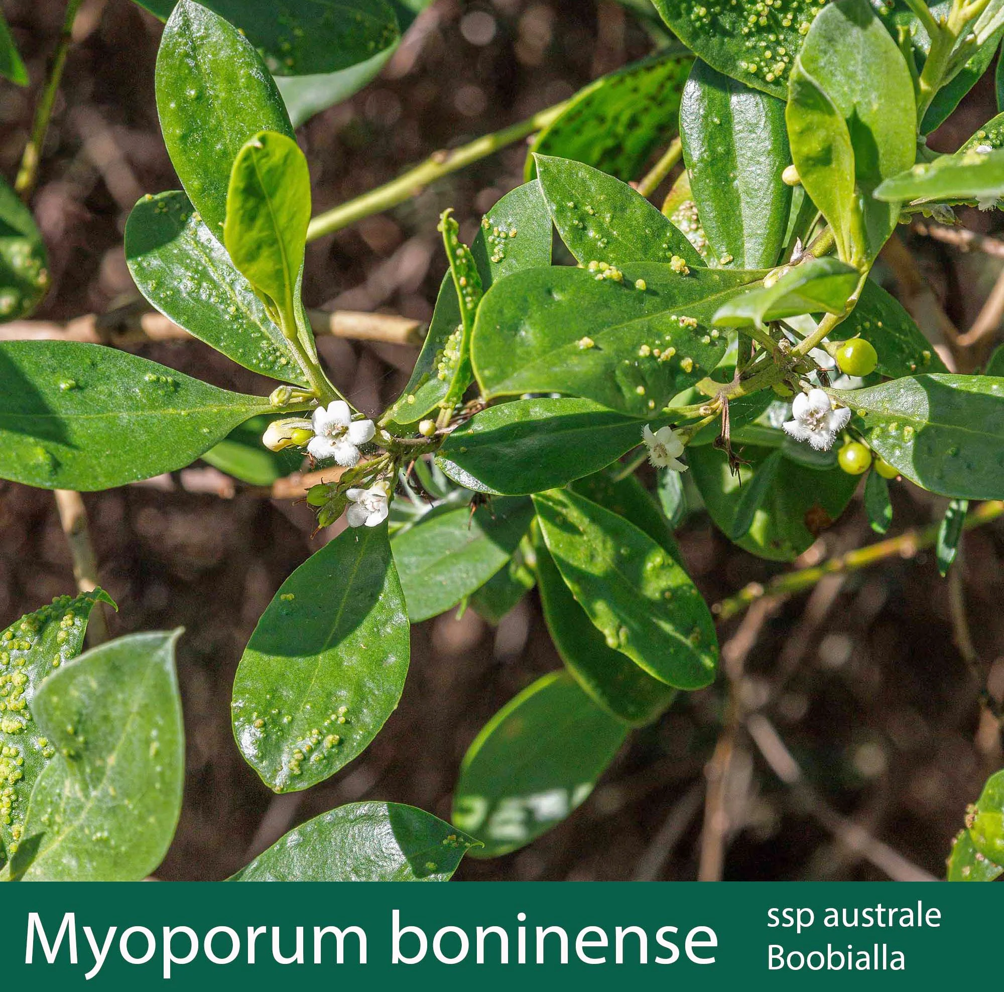Myoporum boninense ssp australe 1  Boobialla.jpg