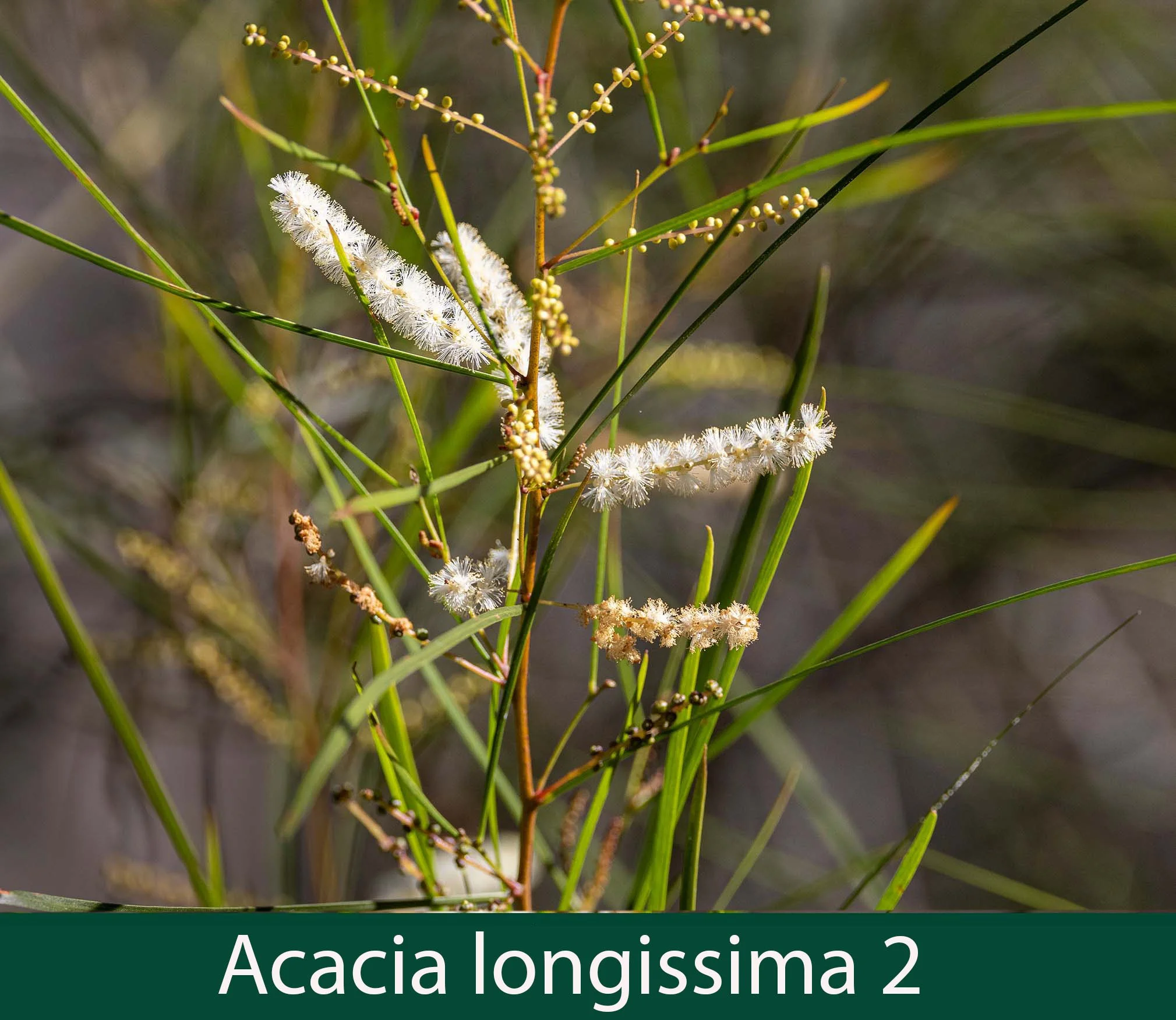 Acacia longissima 2   Long leaf Wattle.jpg