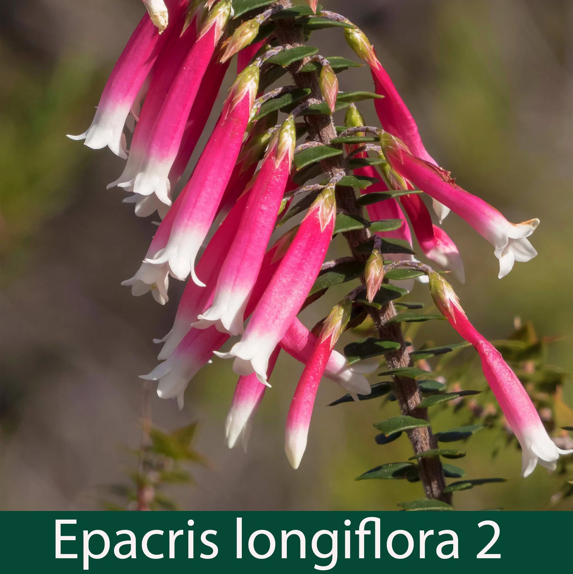 Epacris longiflora 2_.jpg