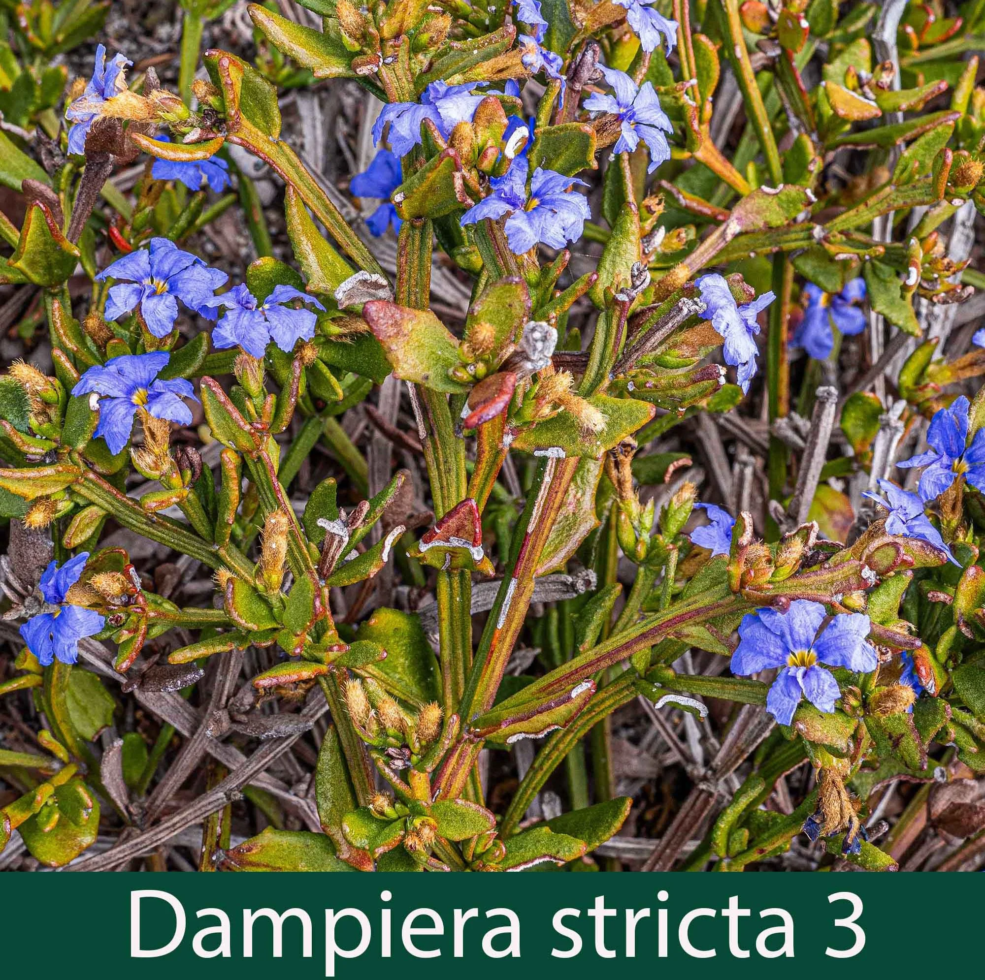 Dampiera stricta 3.jpg