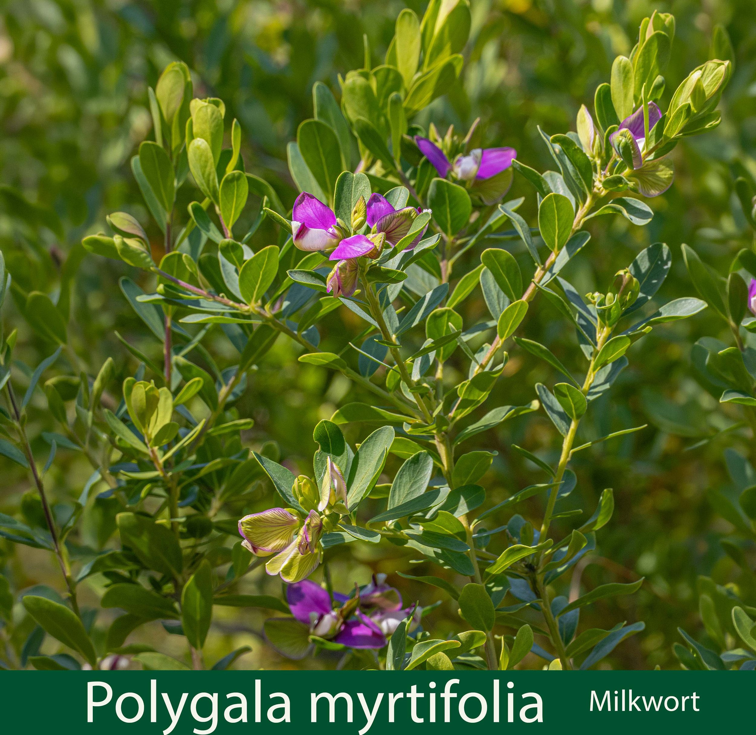 Polygala myrtifolia-a- Milkwort-P1018255 copy.jpg