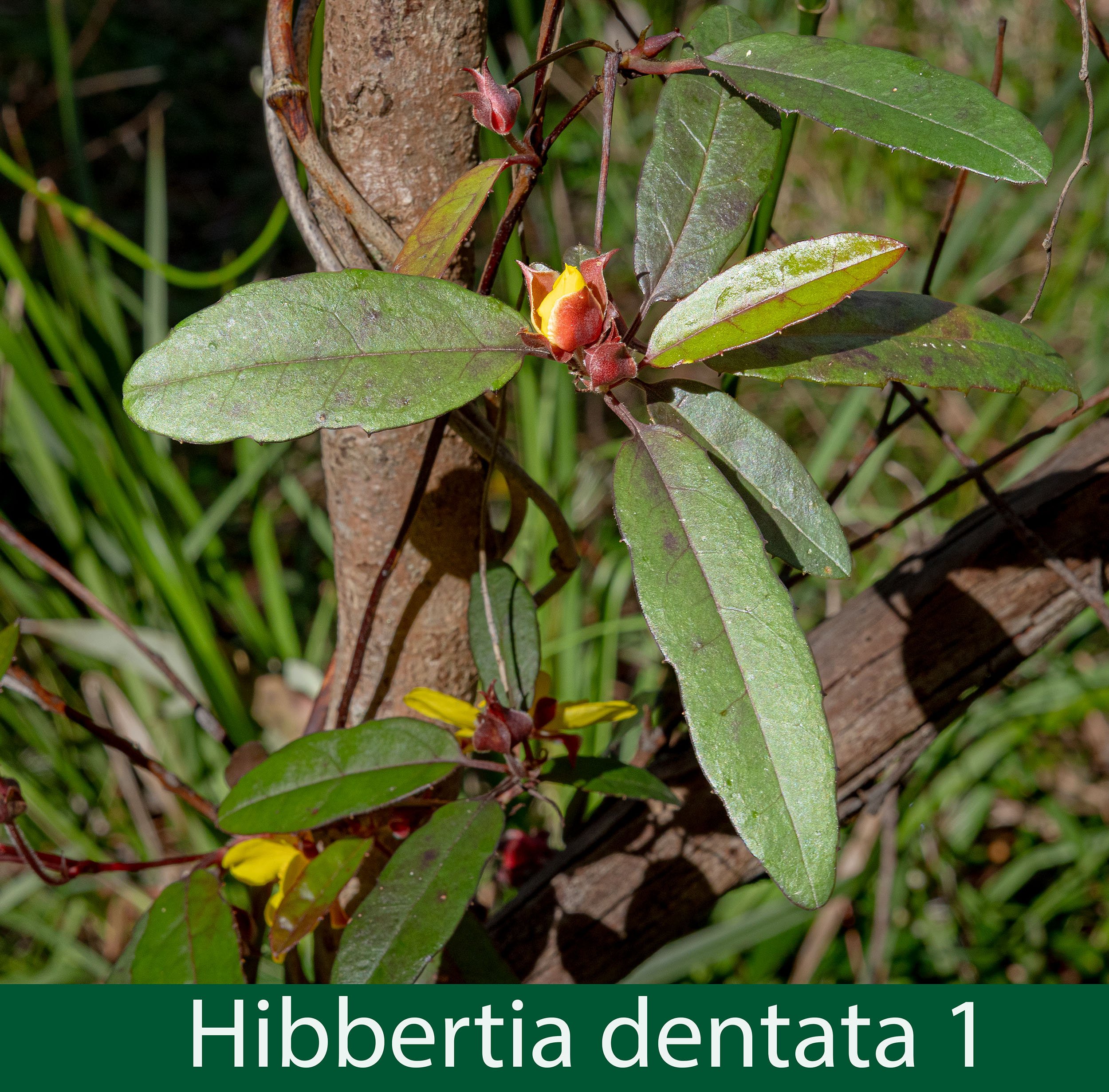 Hibbertia dentata 1.jpg