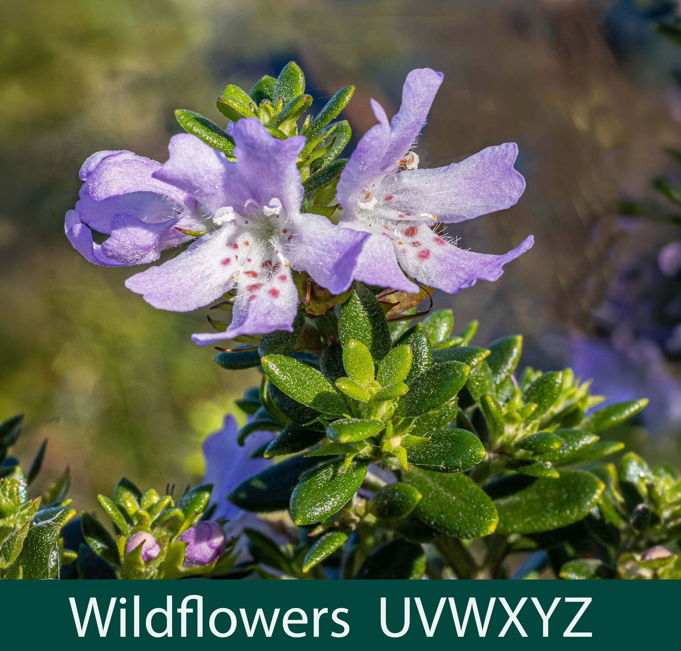 Wildflowers UVWXYZ
