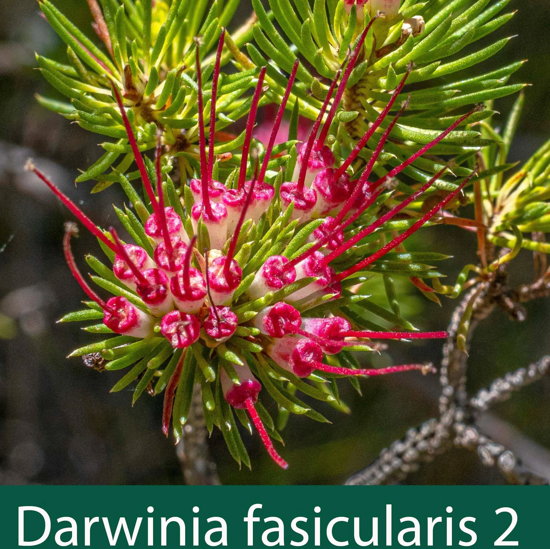 Darwinia fasicularis 2_.jpg