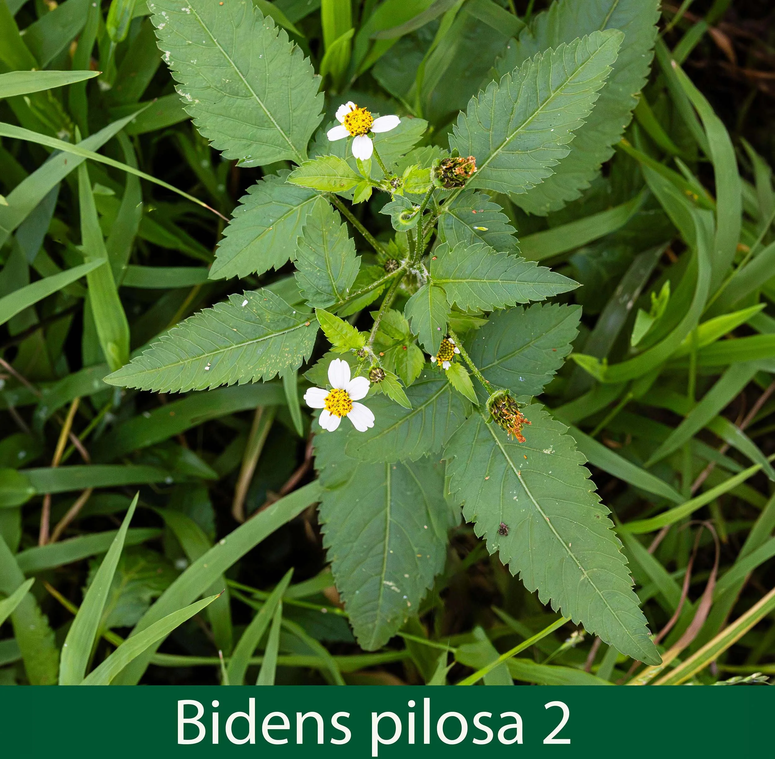 Bidens pilosa -2-261A1502 -.jpg