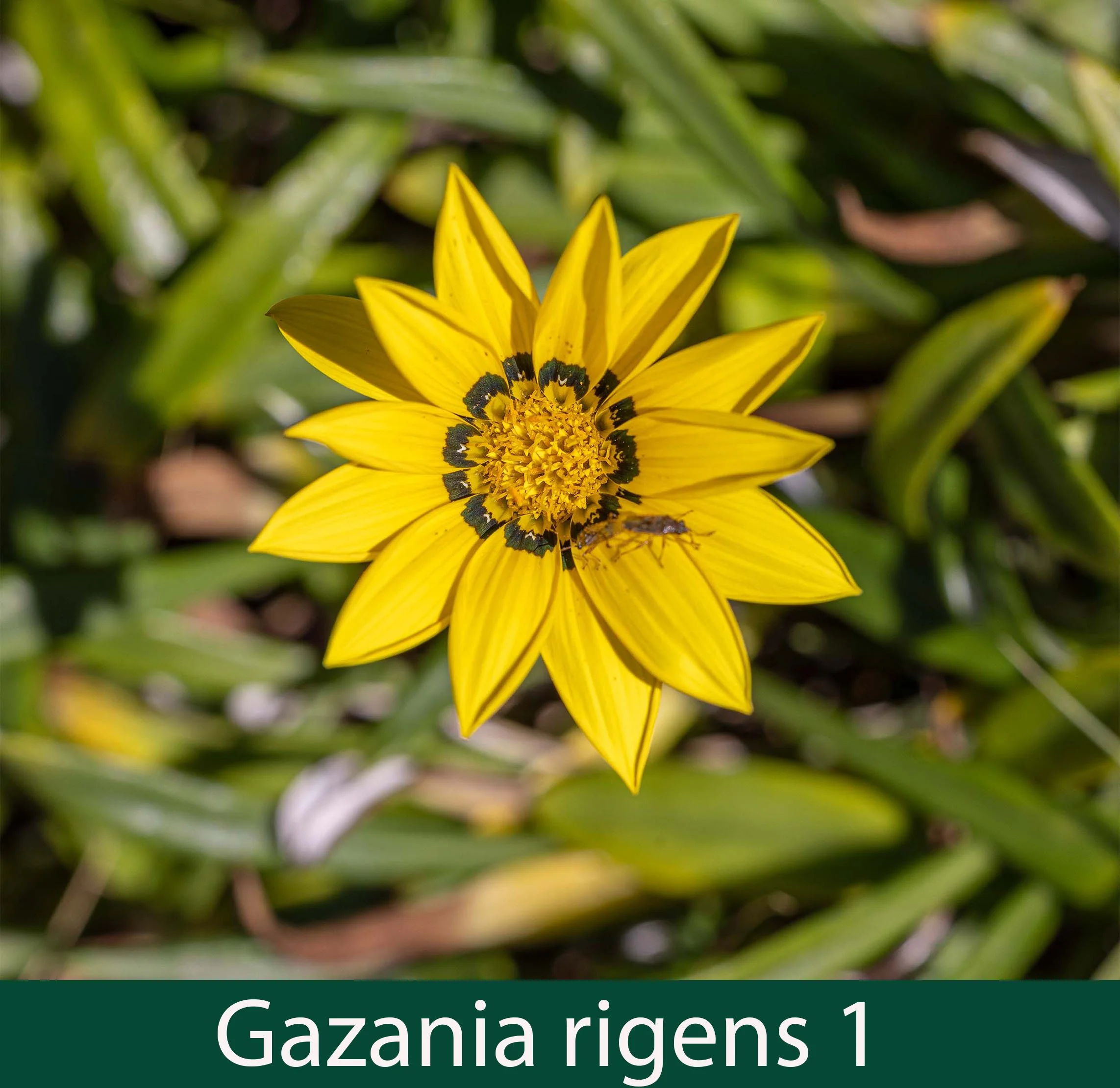 Gazania rigens yellow 1_.jpg