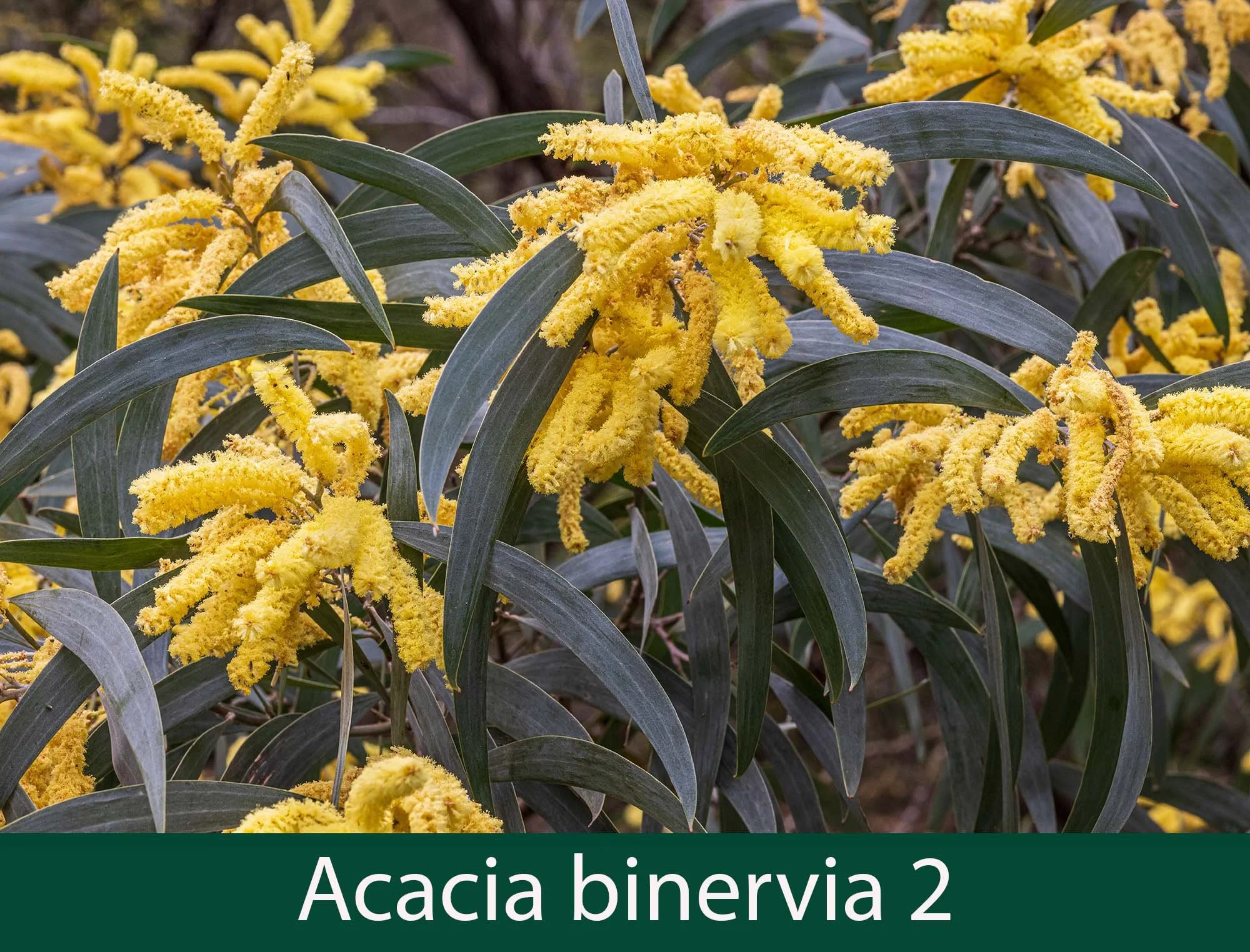 Acacia binervia 2_.jpg
