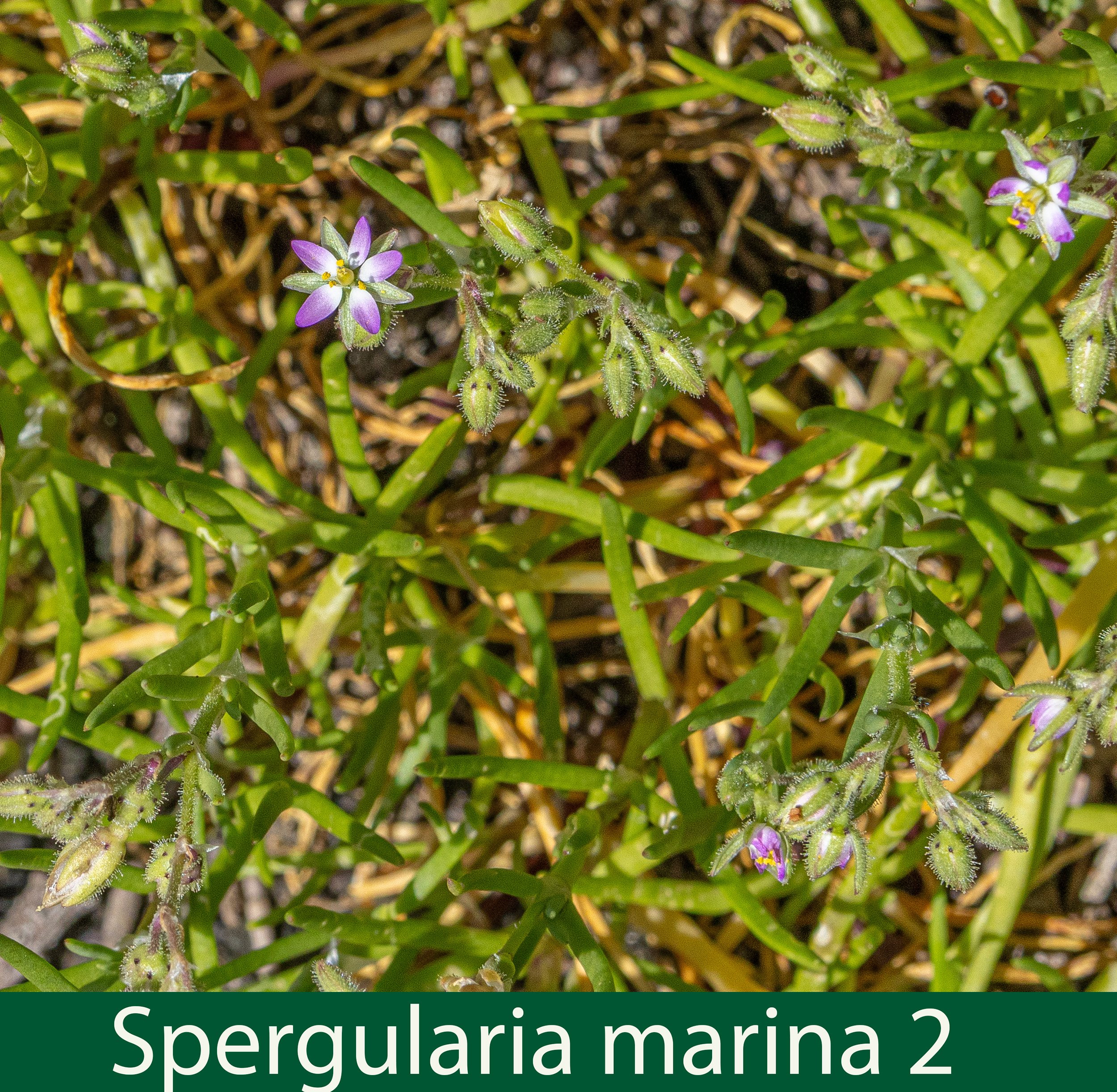 Spergularia marina 2-261A1475_.jpg