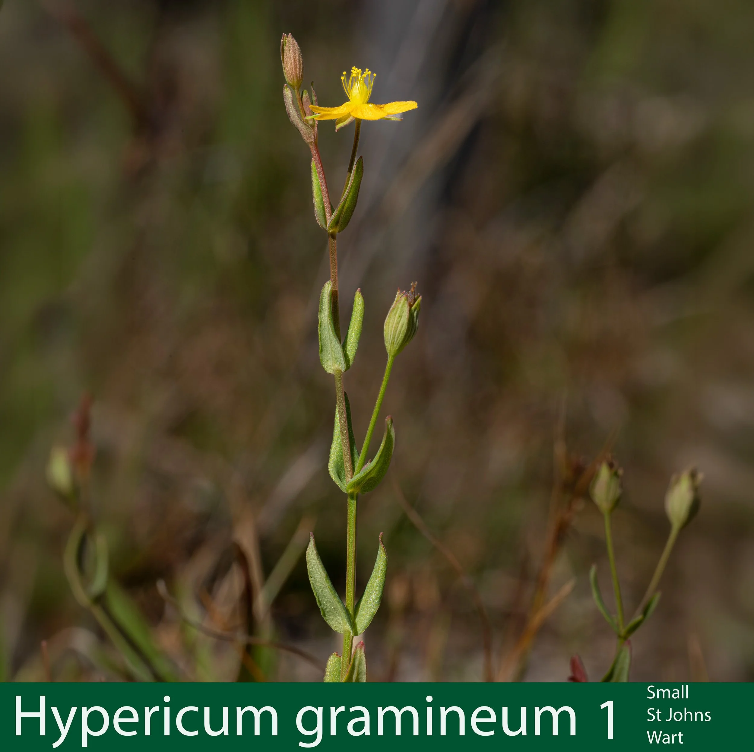 Hypericum gramineum 1 Small St Johns Wart_.jpg