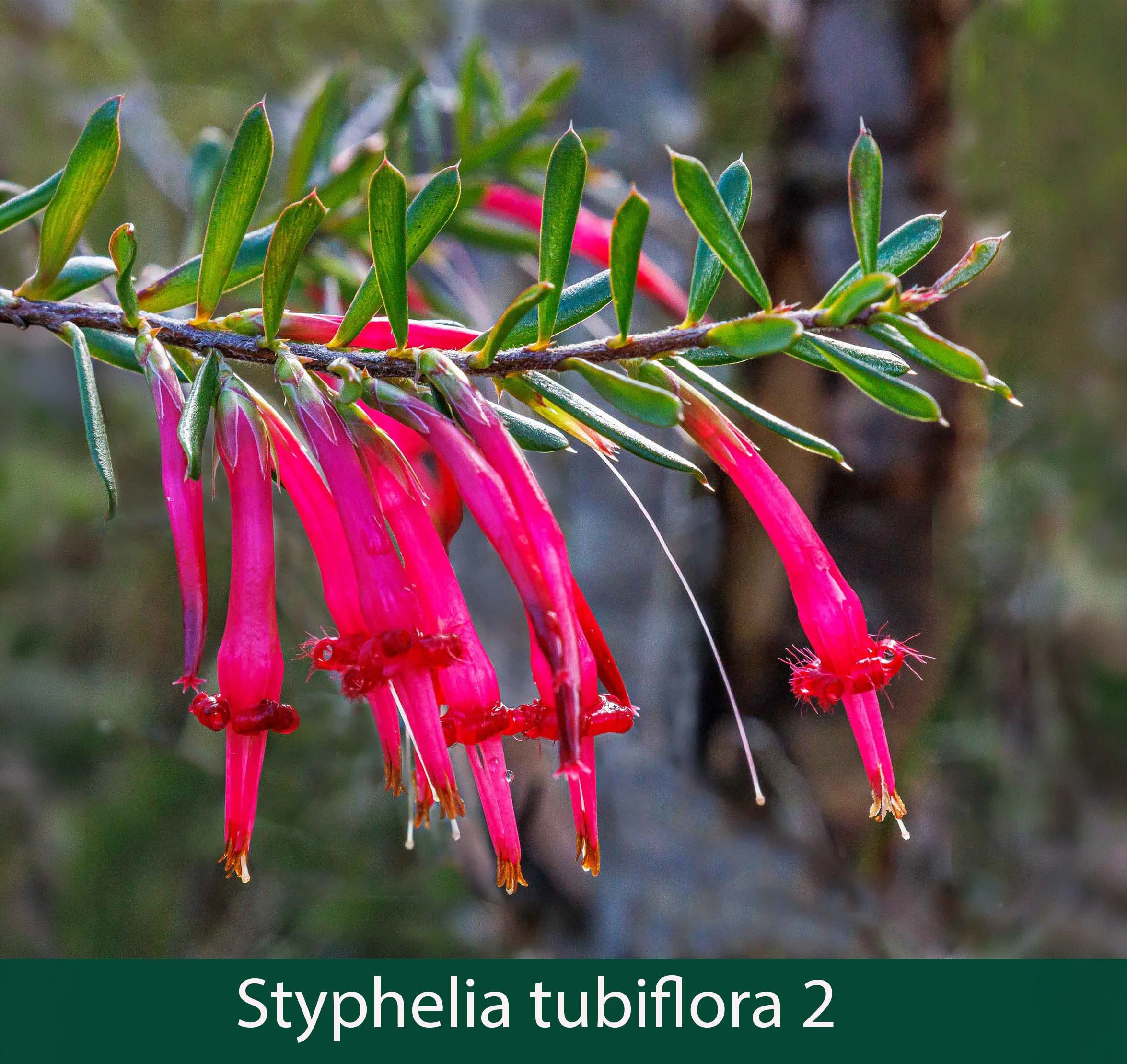 Styphelia tubiflora 2_.jpg