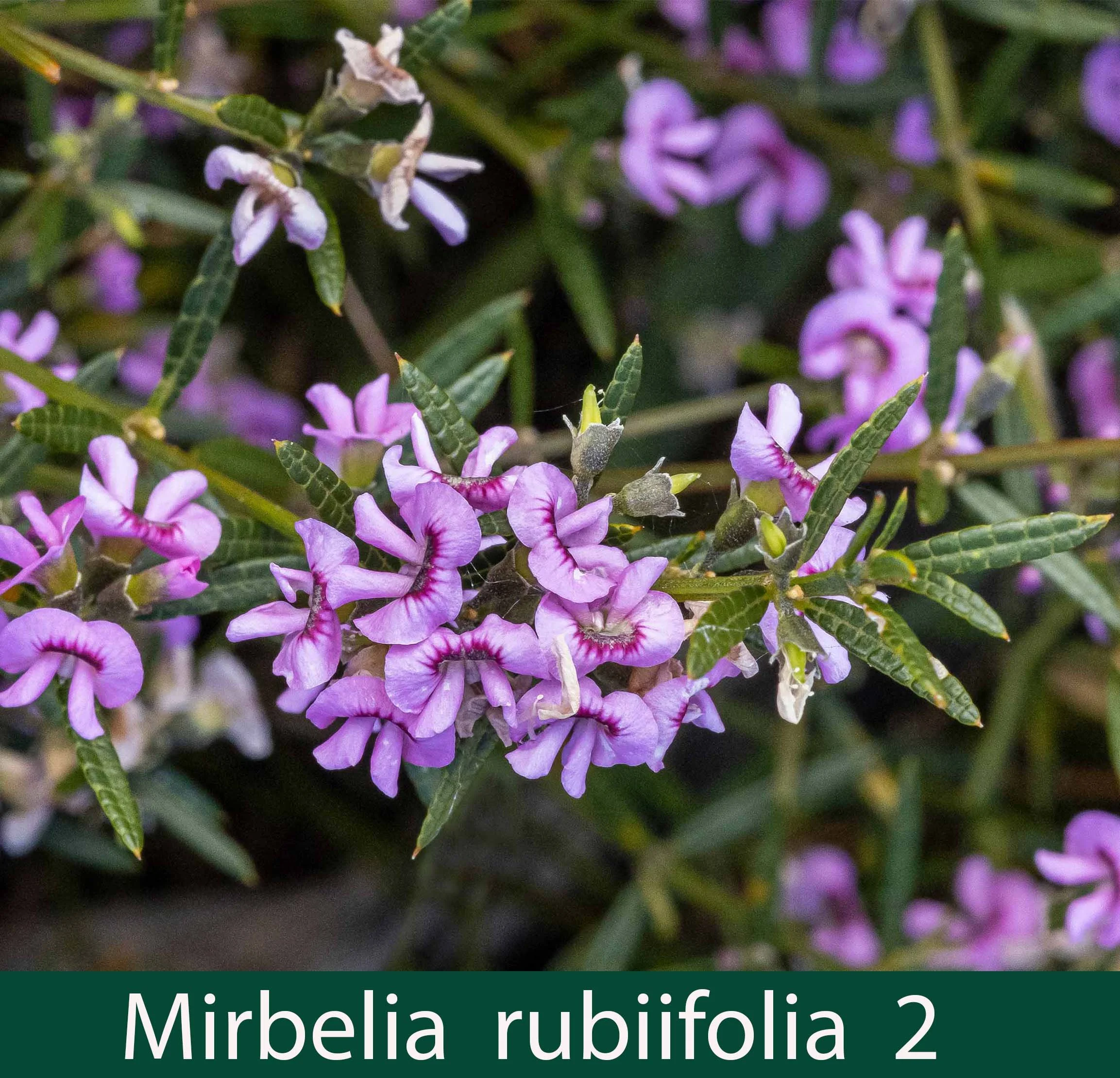 Mirbelia rubiifolia 2_.jpg
