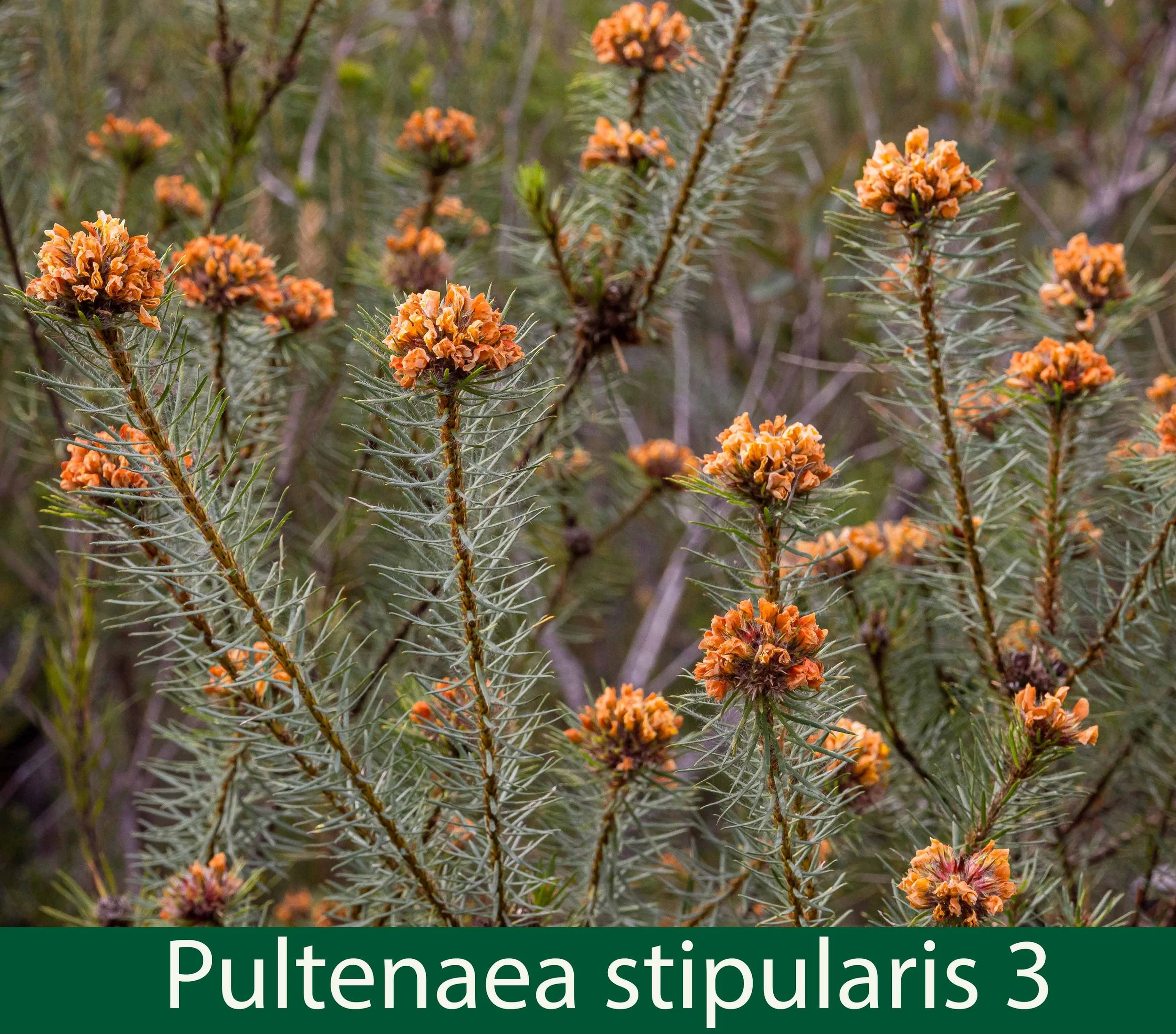 Pultenaea stipularis 3-- 261A1671 .jpg
