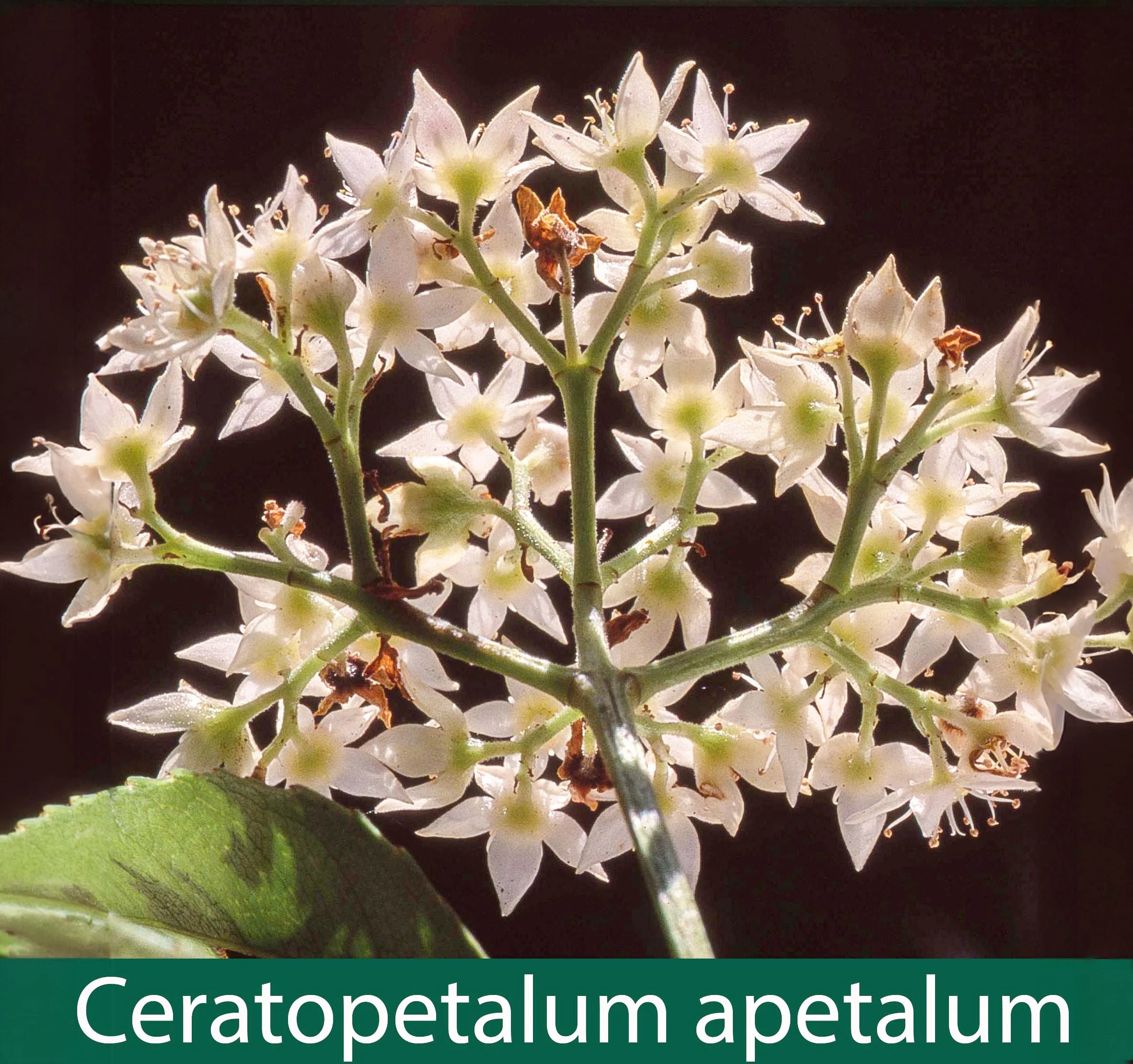 Ceratopetalum apetalum 1_.jpg