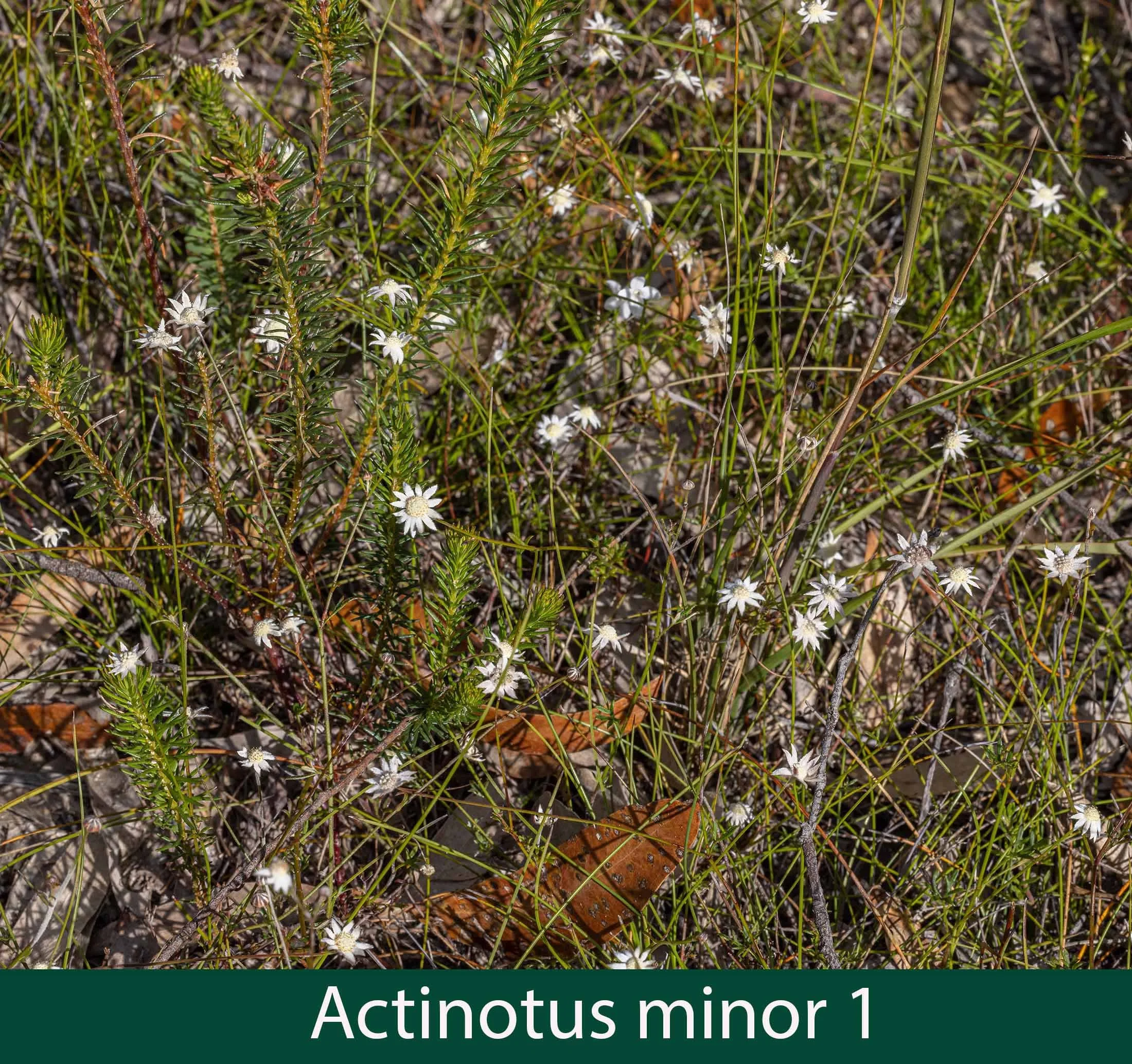 Actinotus minor 1.jpg