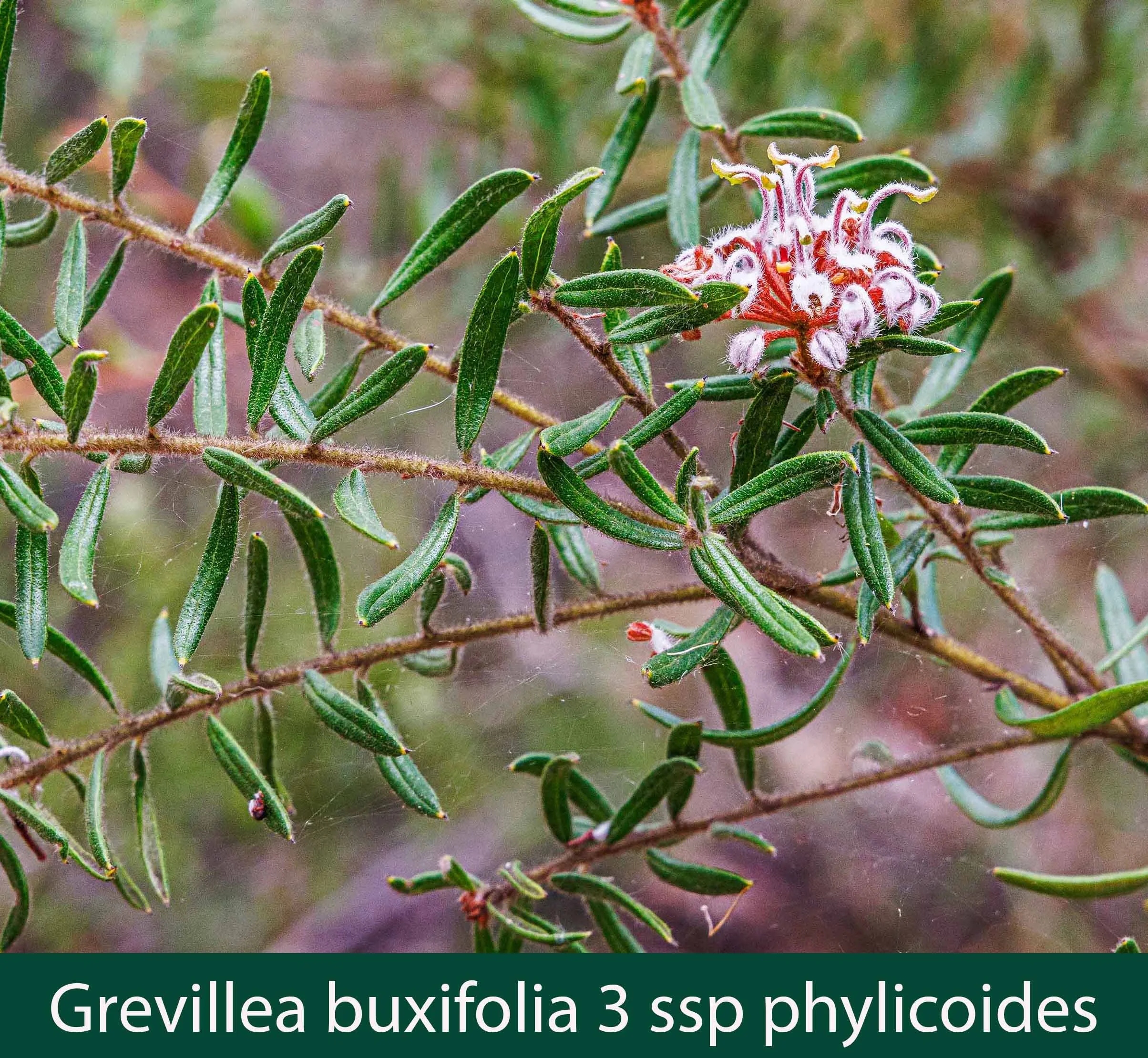 Grevillea buxifolia 3   ssp phylicoides.jpg