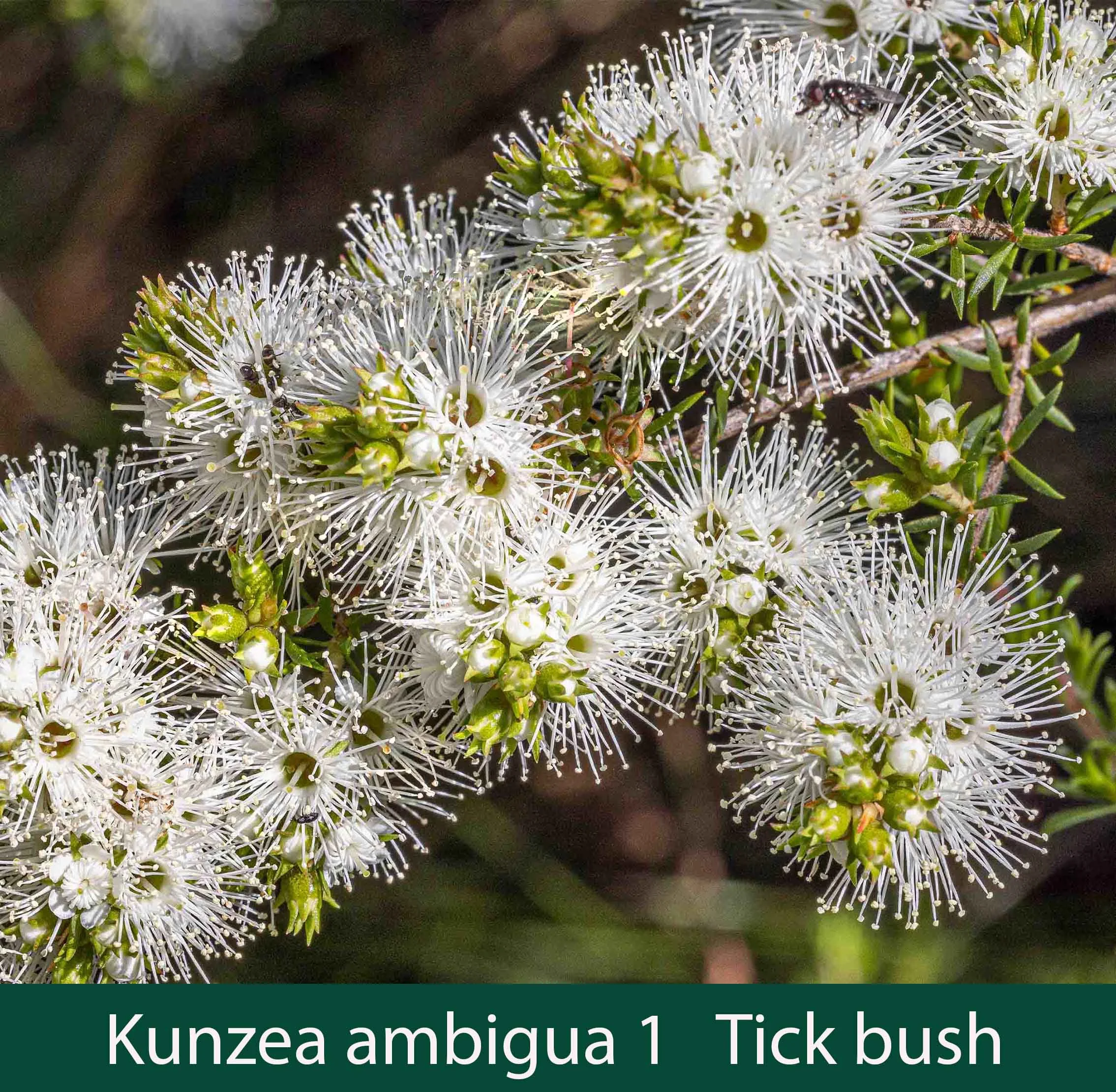 Kunzea ambigua 1  Tick bush.jpg