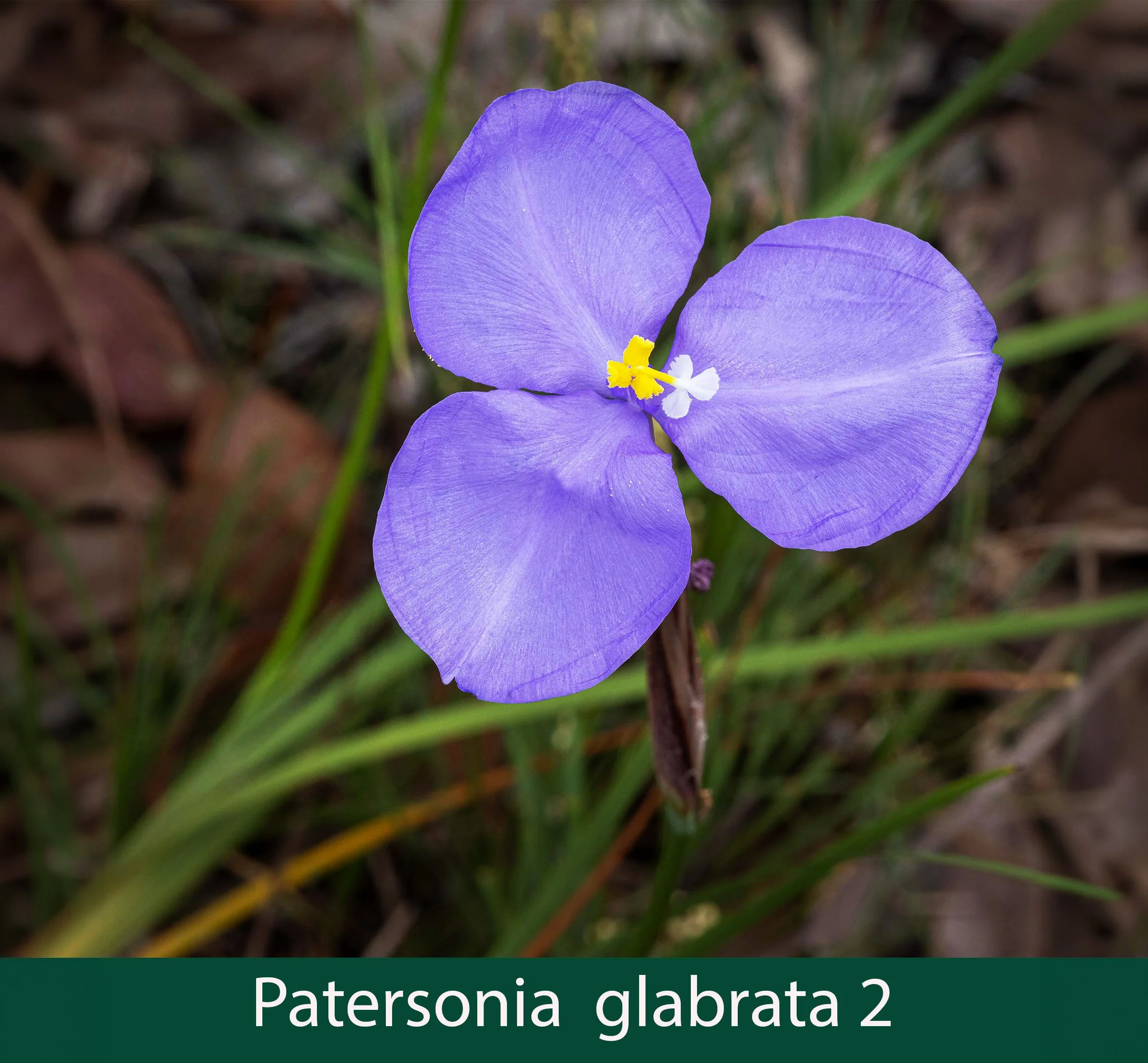 Patersonia glabrata 2_.jpg