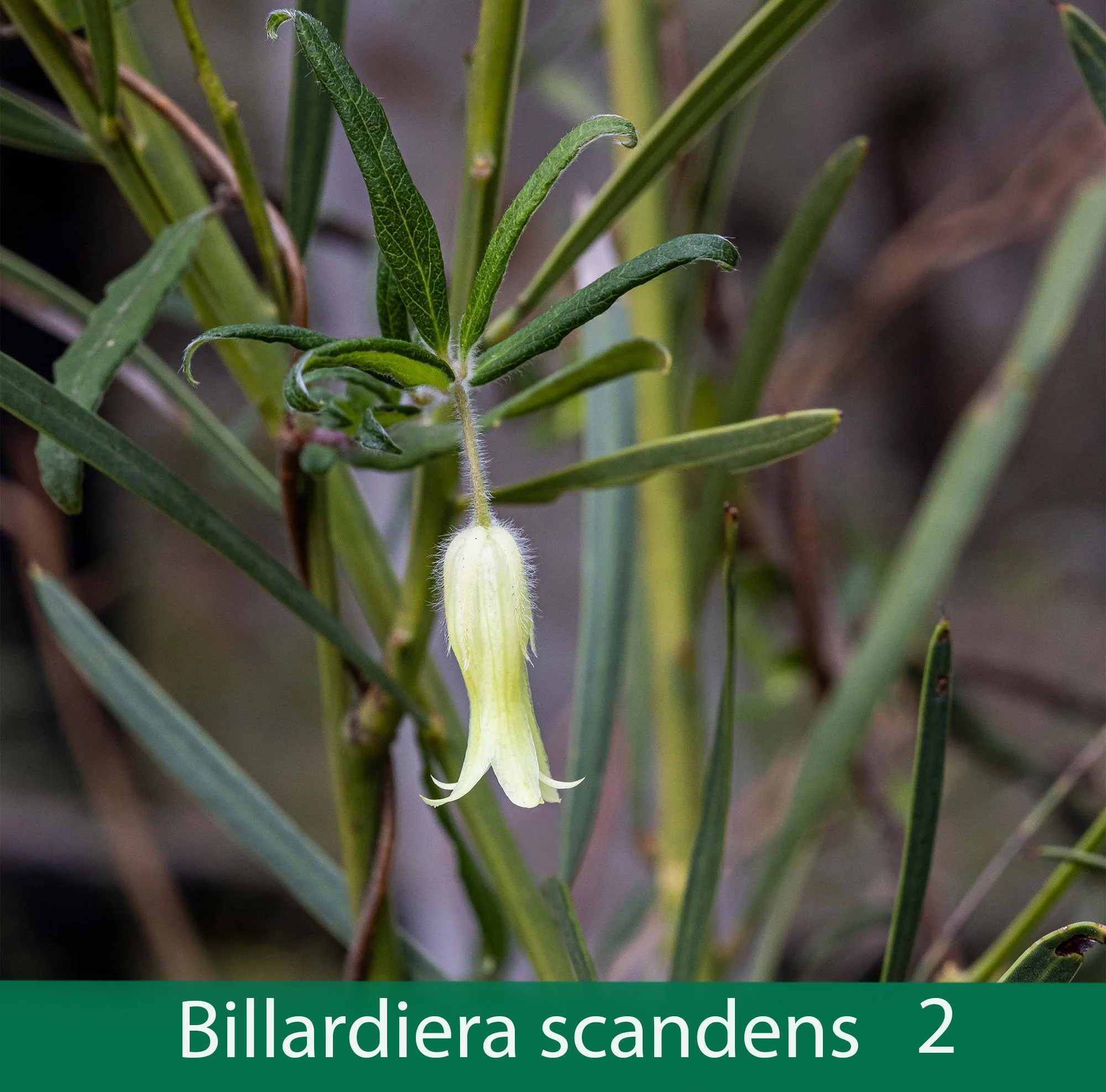 Billardiera scandens 2_.jpg