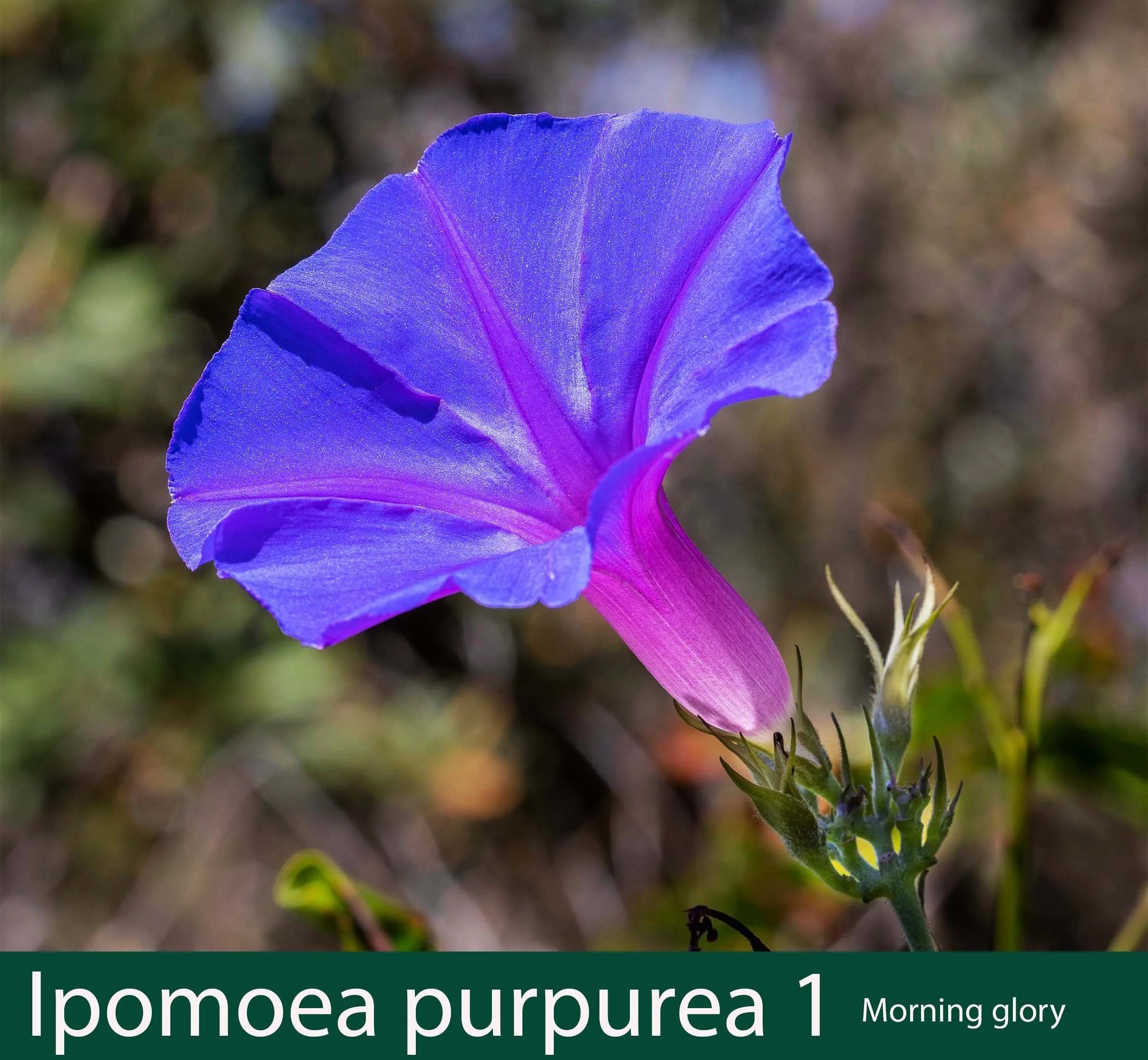 Ipomoea purpurea 1  Morning glory.jpg