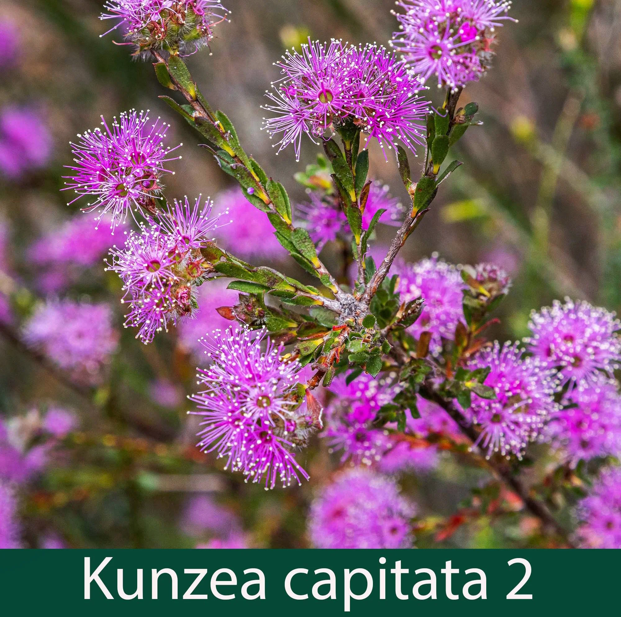 Kunzea capitata 2_.jpg
