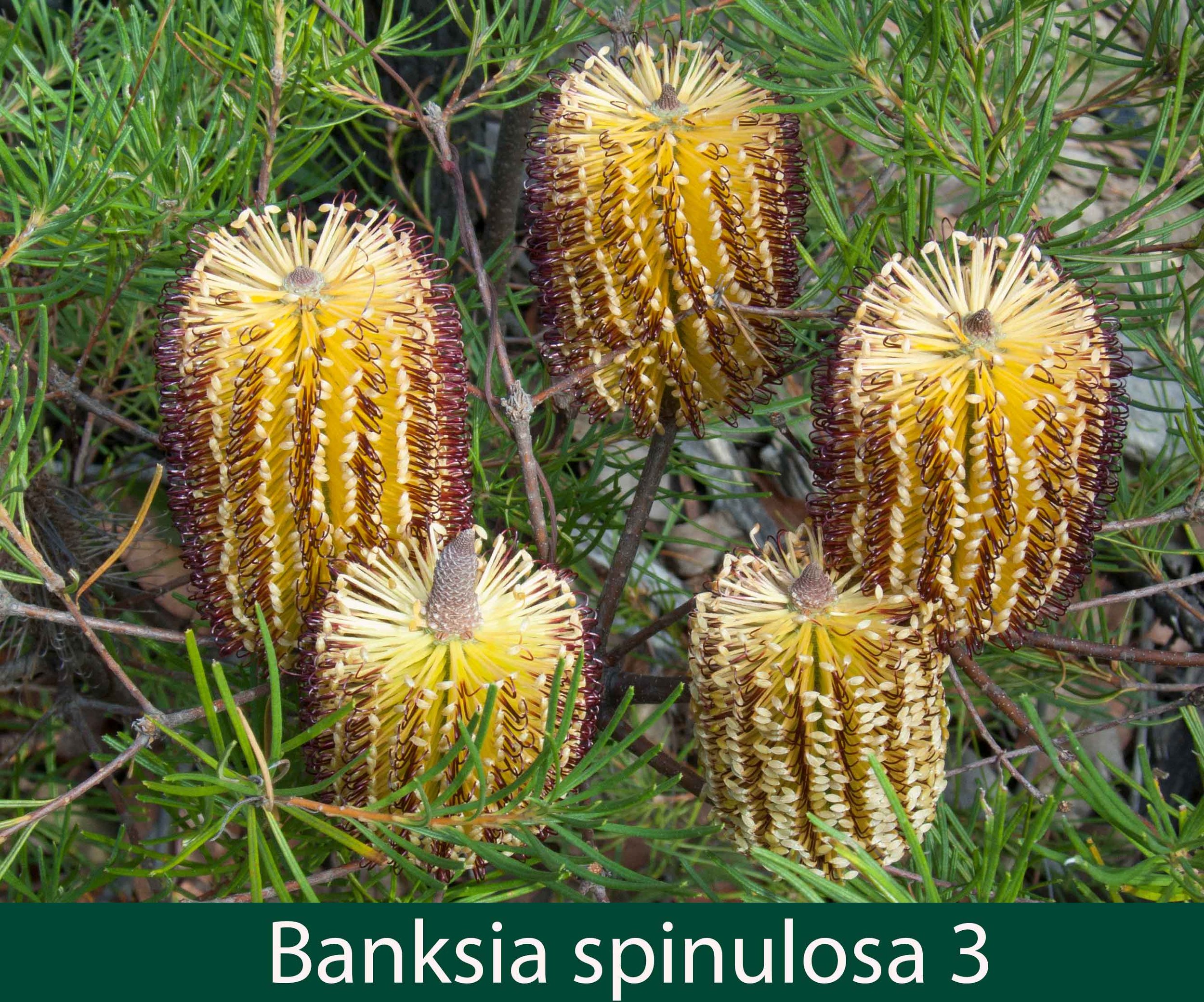 Banksia spinulosa 4_.jpg