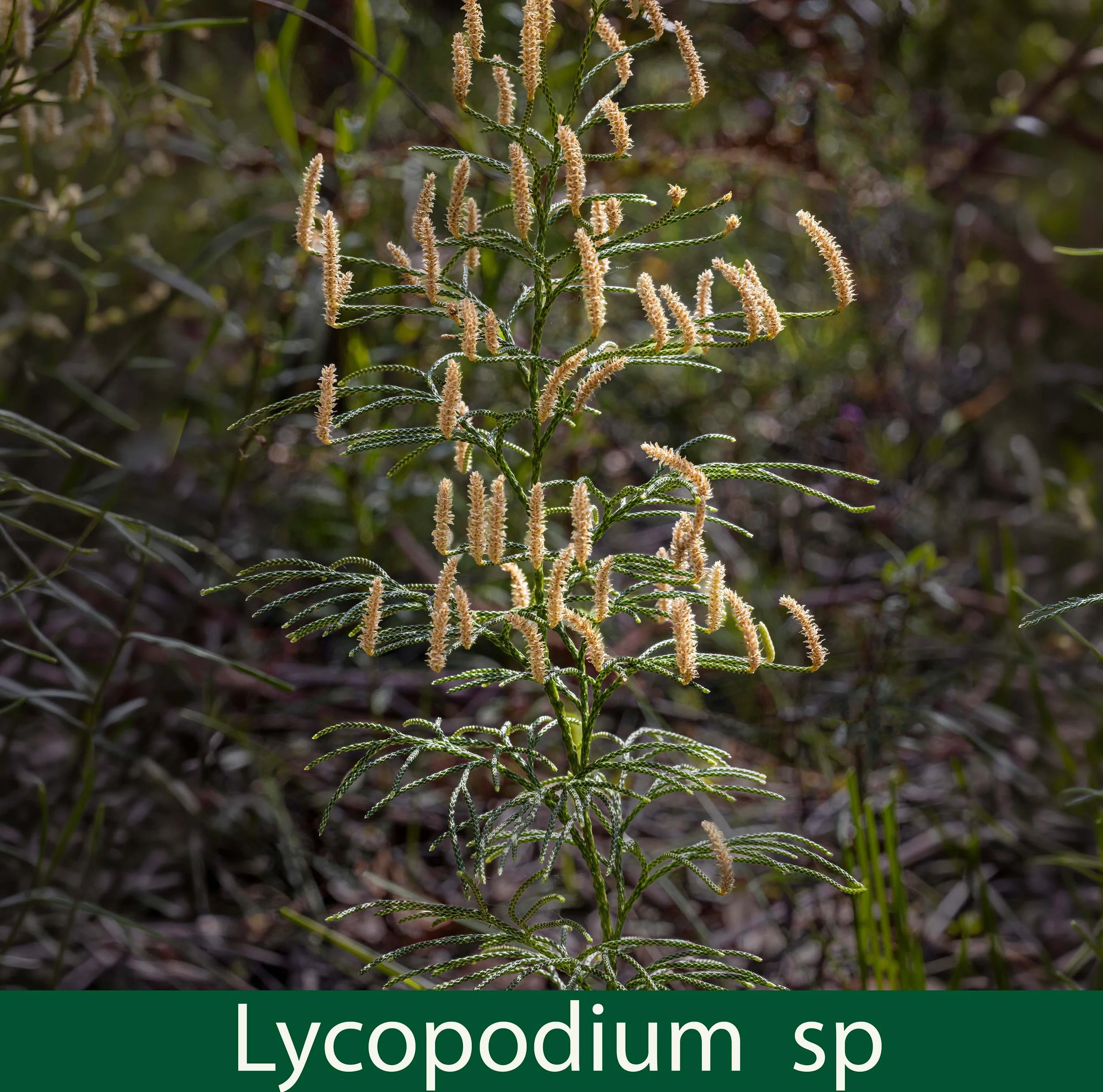 Lycopodium Spp-Duffys Forest Slades Trail-.jpg