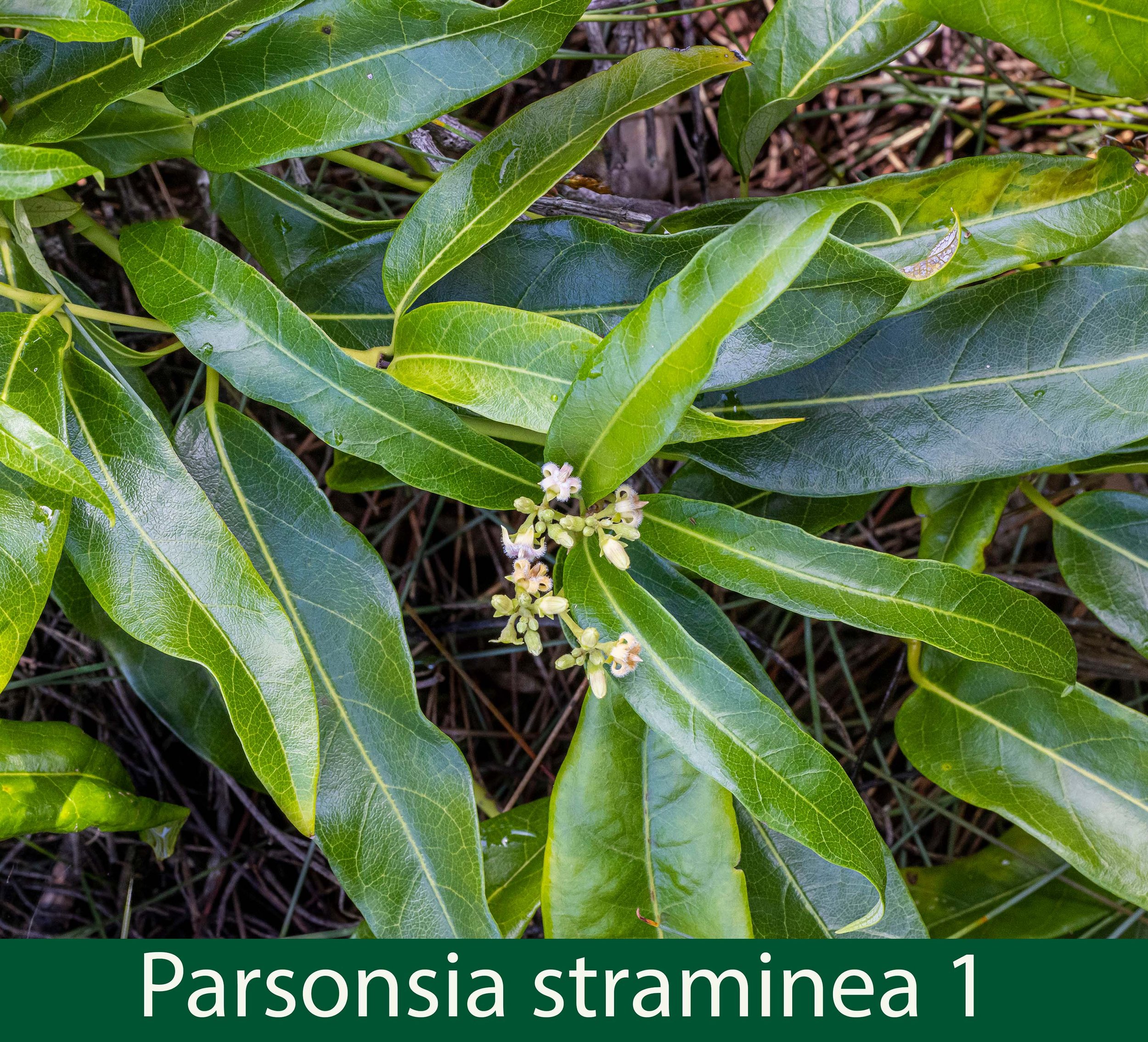 Parsonsia straminea 1_.jpg