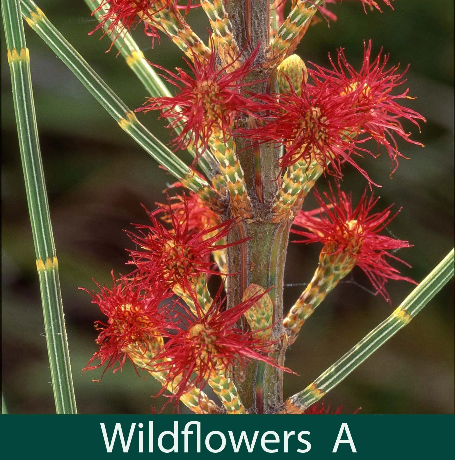 Wildflowers A