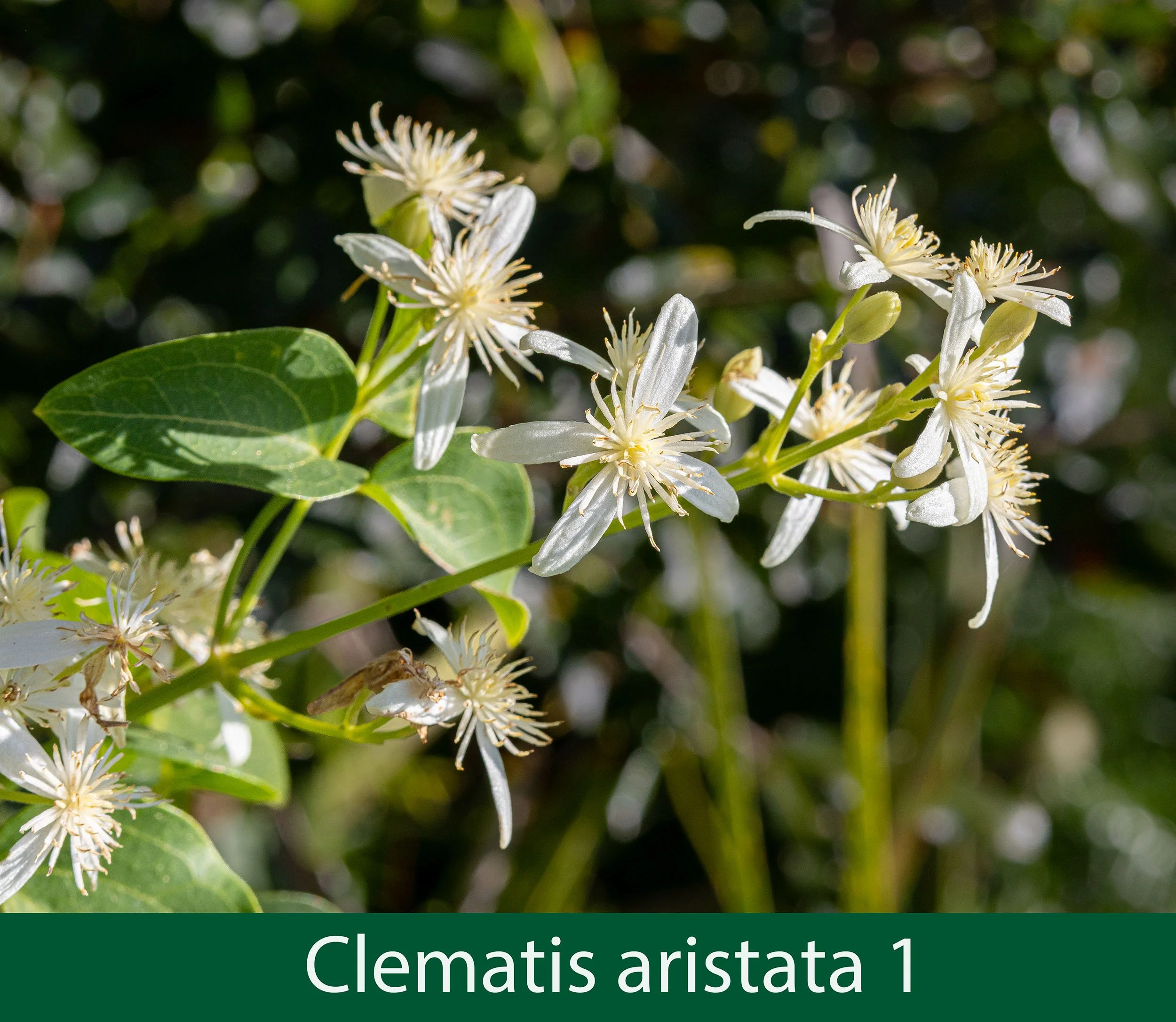 Clematis aristata 1  .jpg
