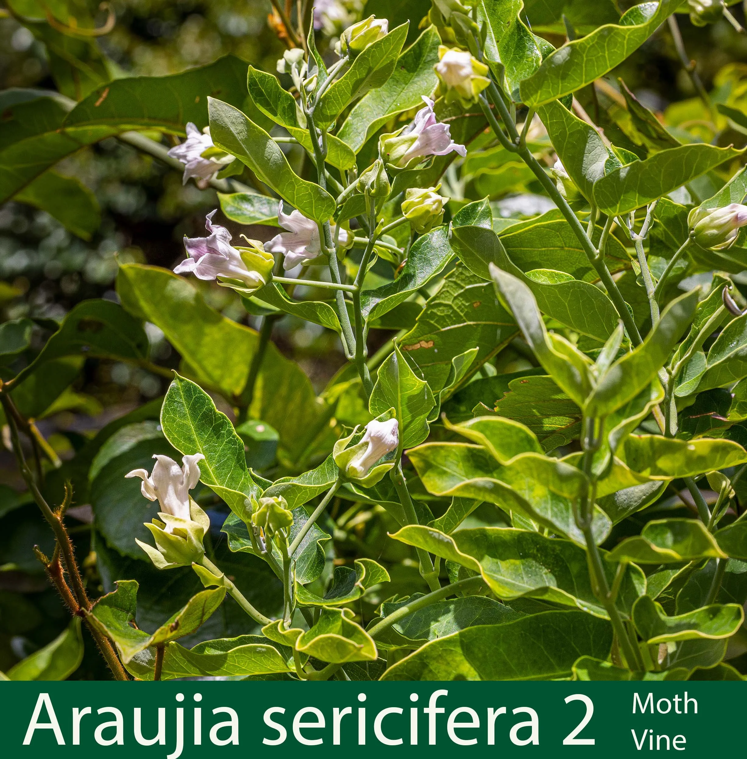 Araujia sericifera 2 Moth Vine.jpg