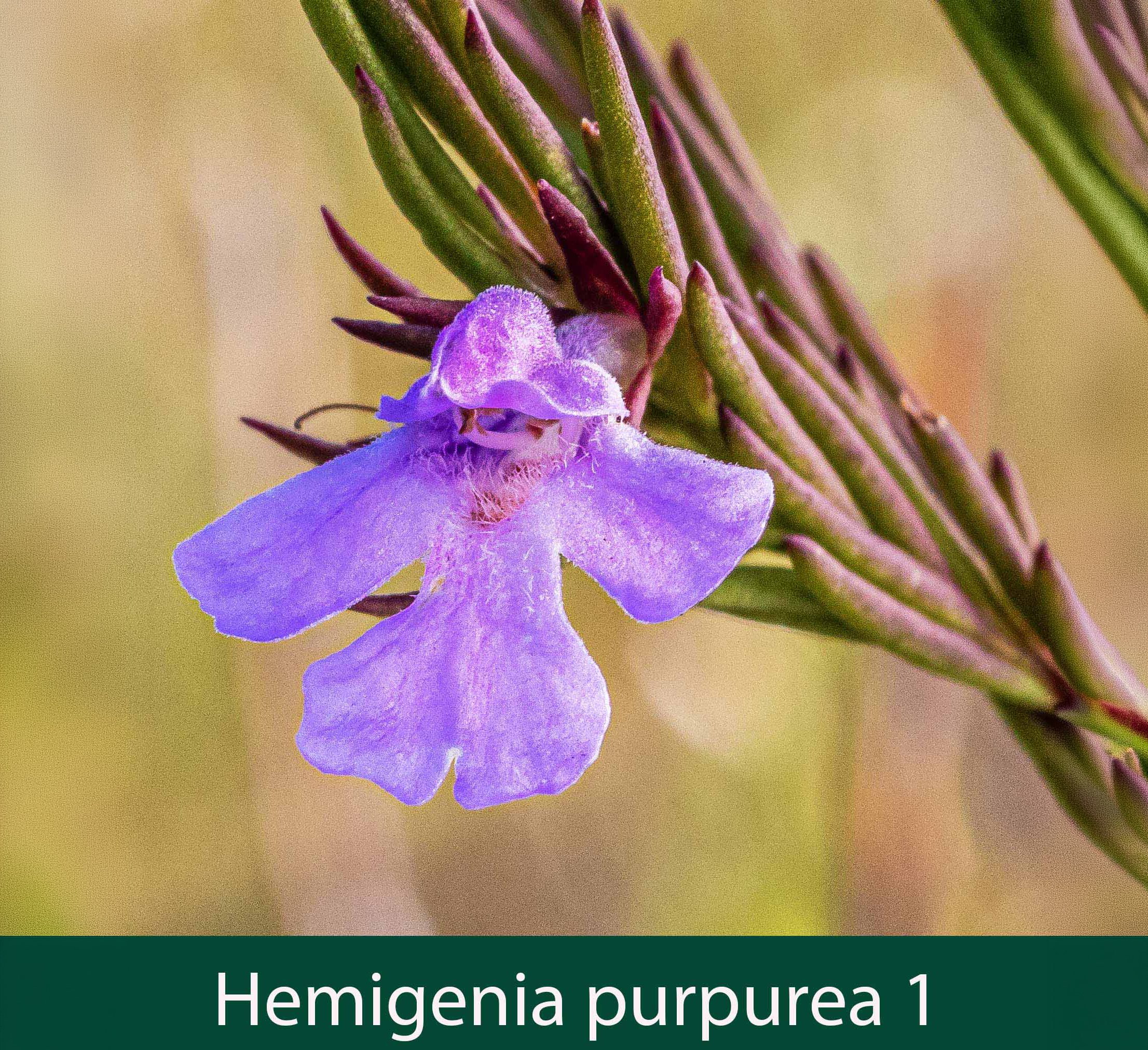 Hemigenia purpurea 1_.jpg