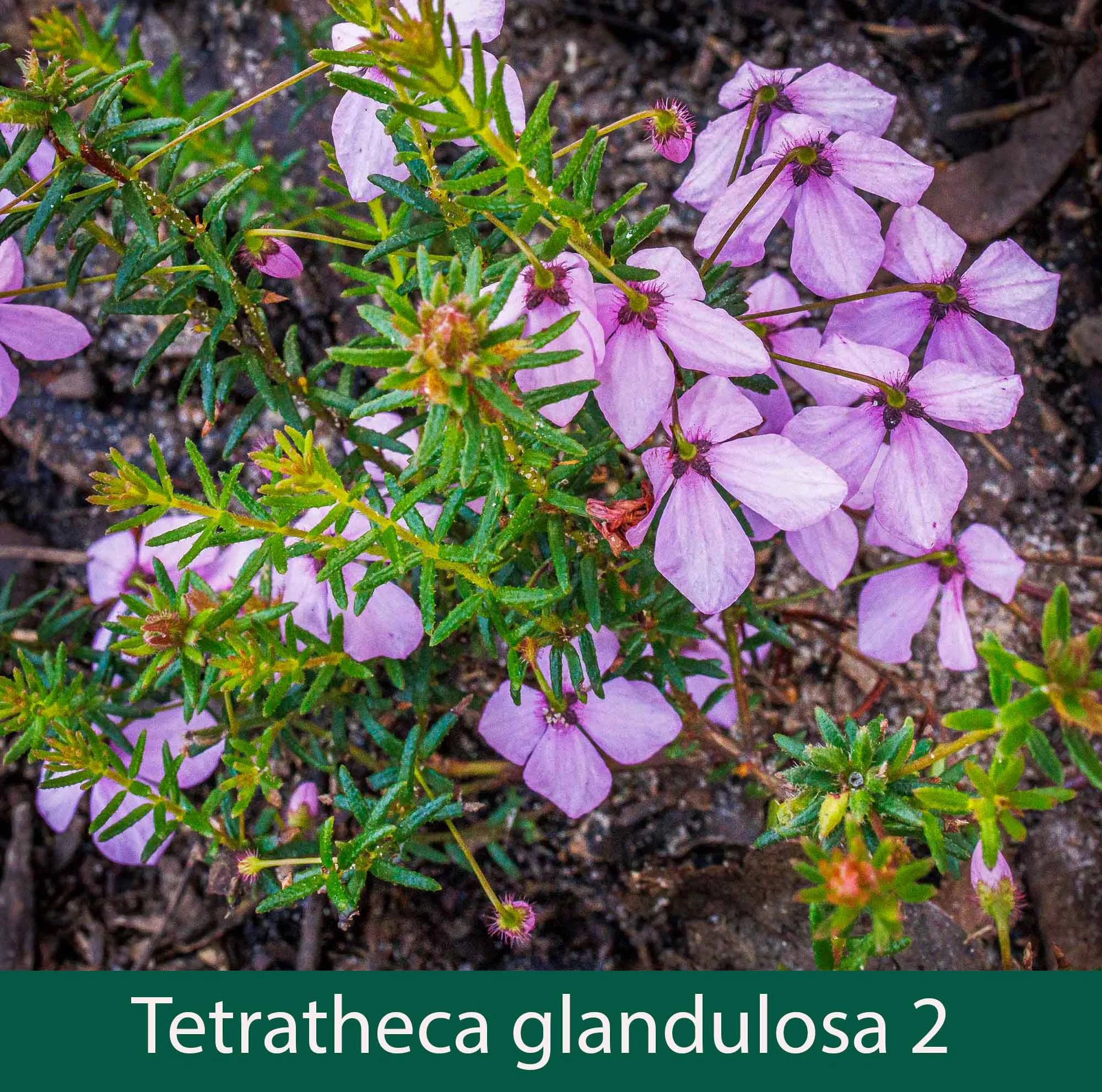 Tetratheca glandulosa 2_.jpg