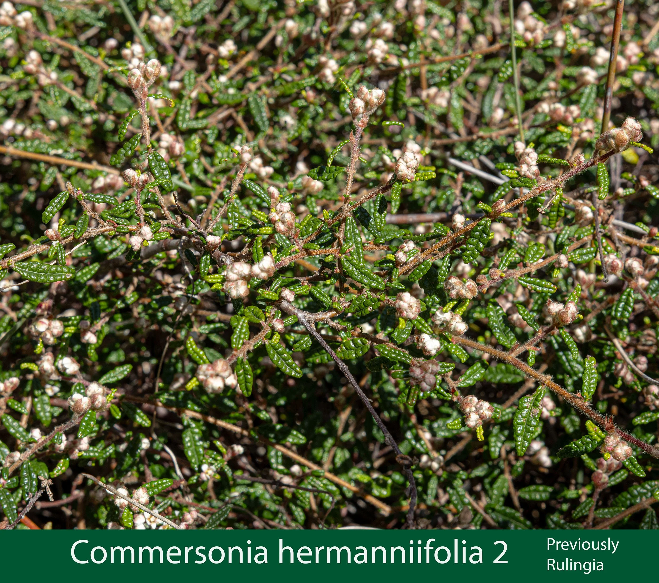 Commersonia (prev Rulingia) hermanniifolia 2-261A8853 copy.jpg