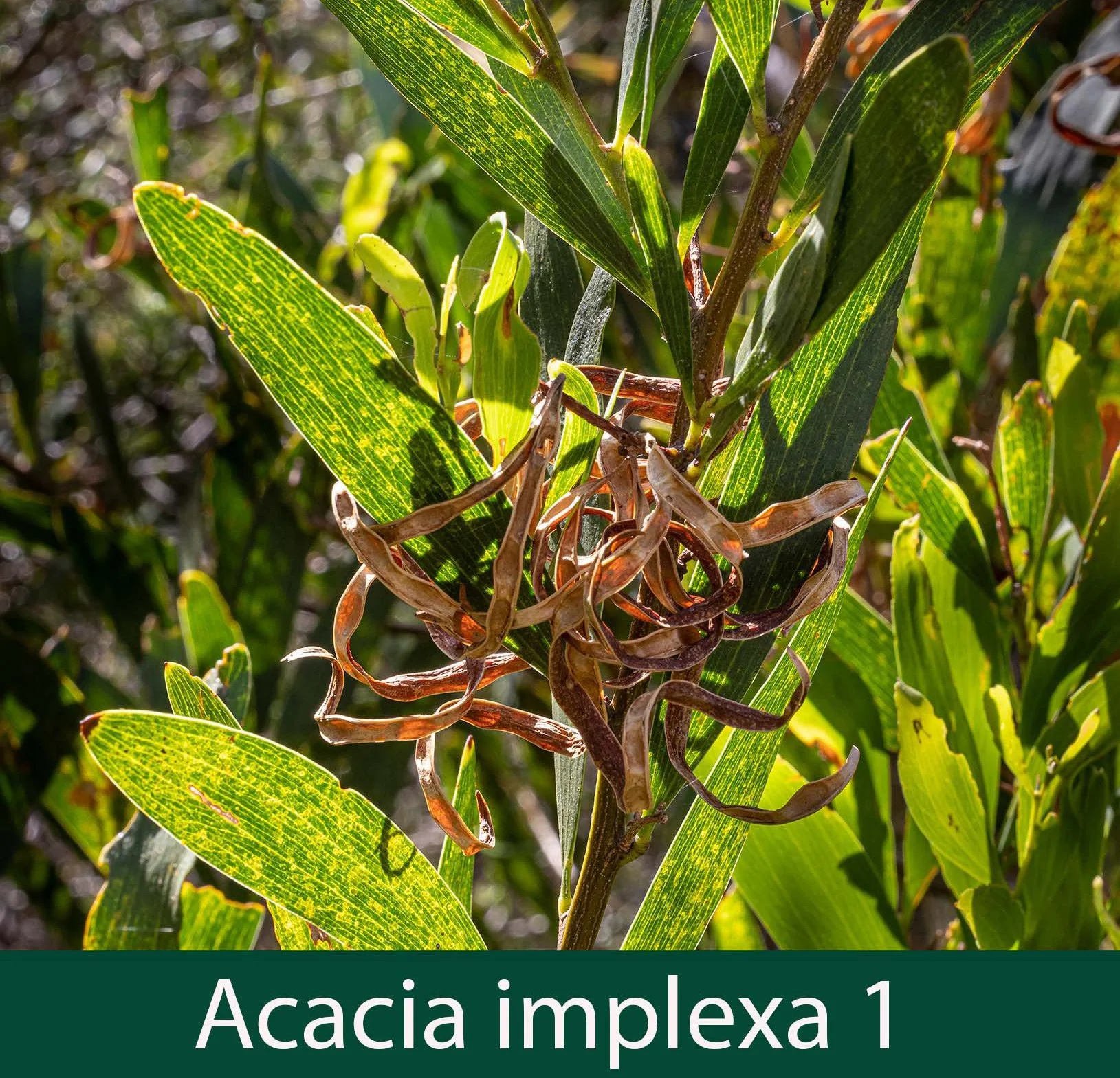 Acacia implexa 1.jpg