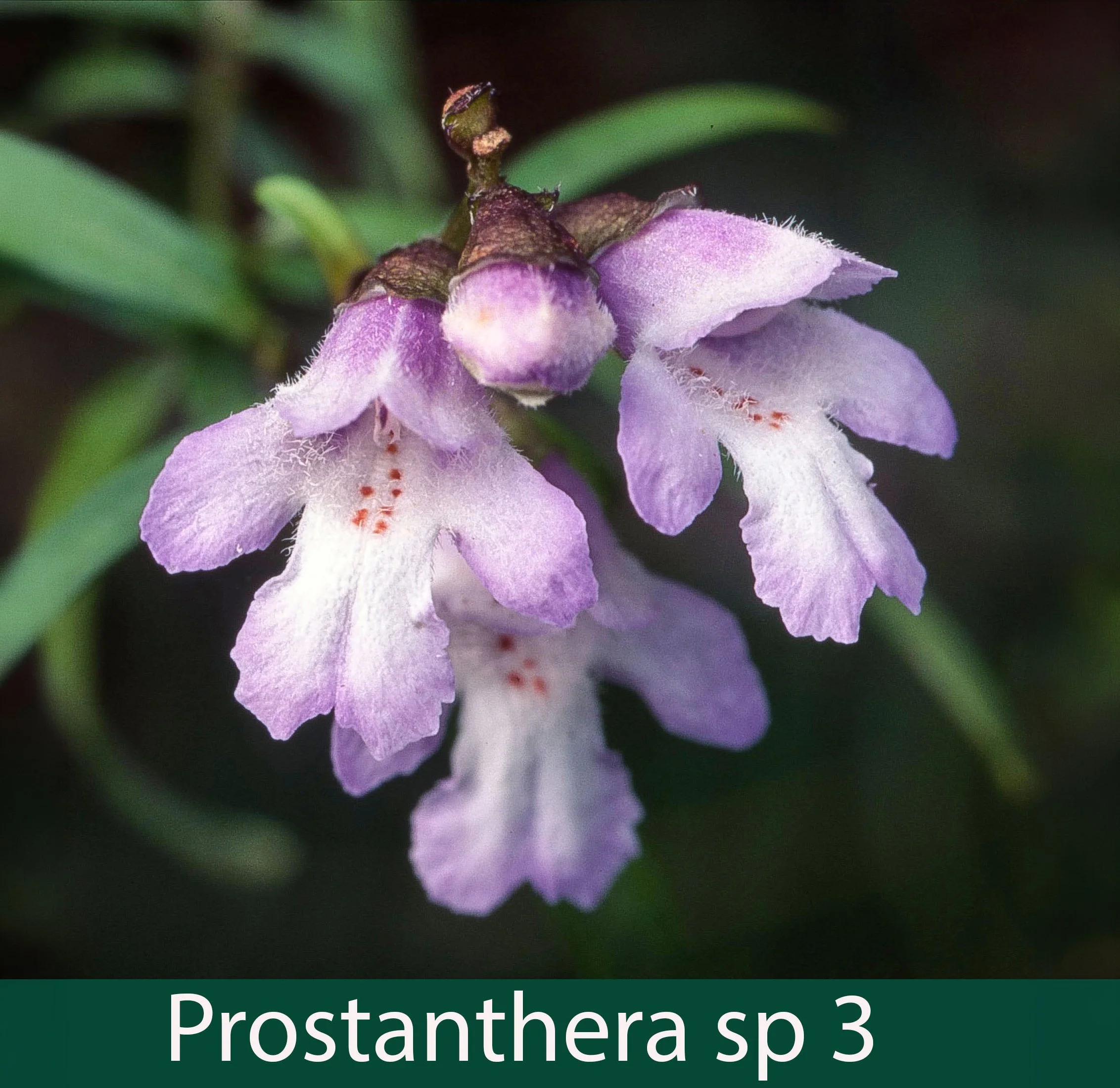 Prostanthera sp 3_.jpg