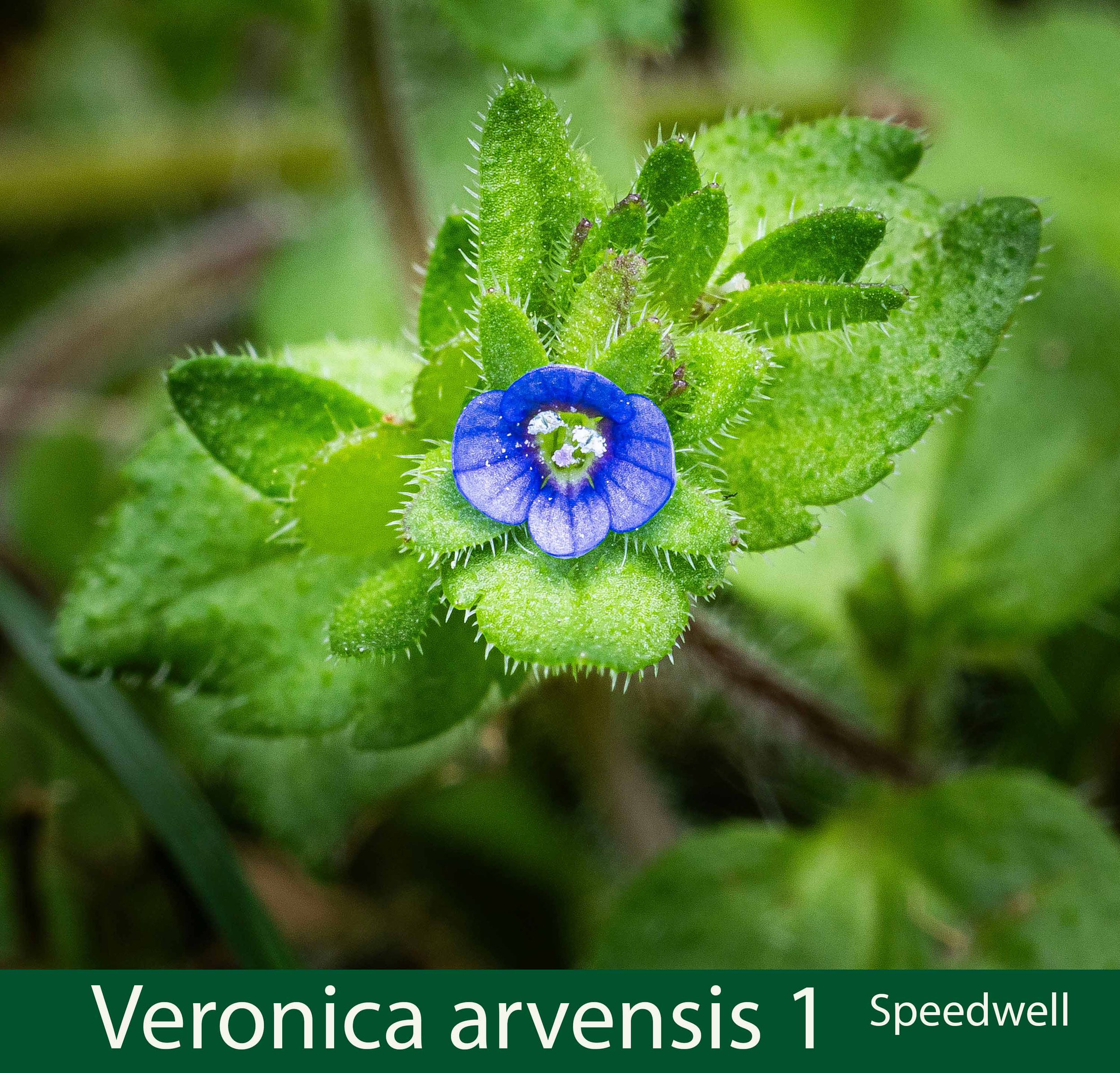 Veronica arvensis-a-Speedwell-  261A2373 copy.jpg